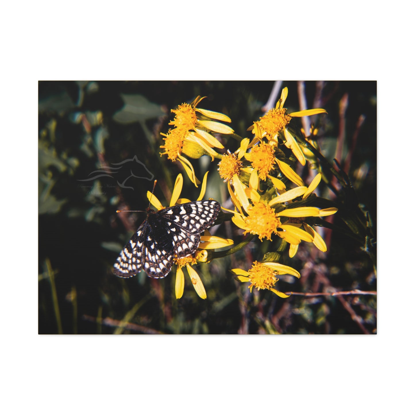 Butterfly Bloom Canvas