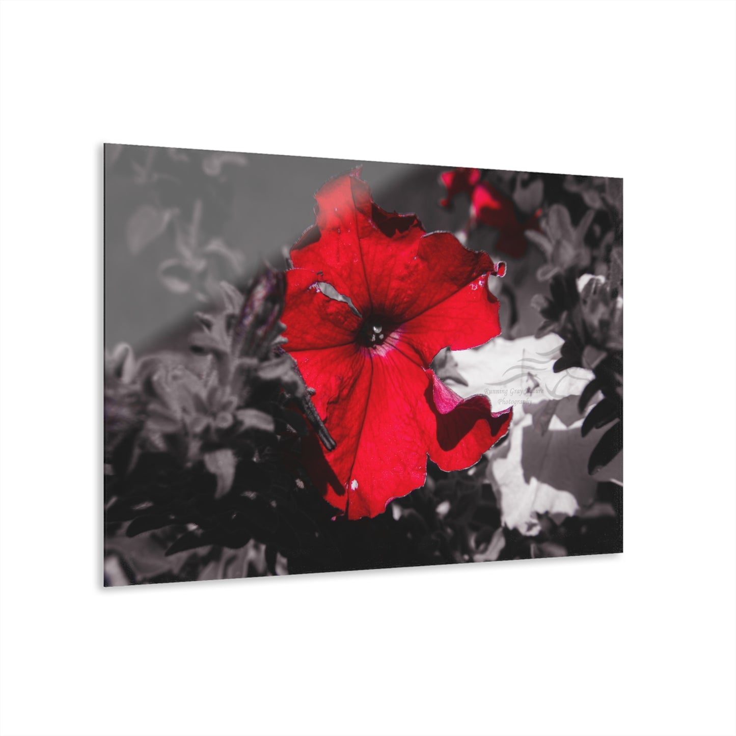 Black and Red Flower Acrylic