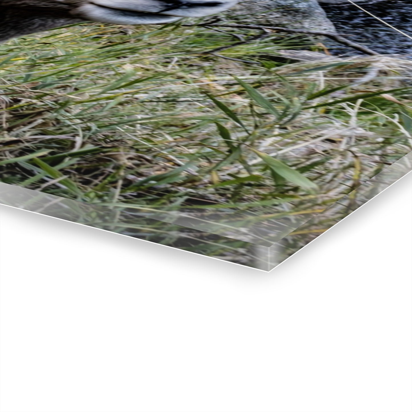 Big Horn Sheep Acrylic