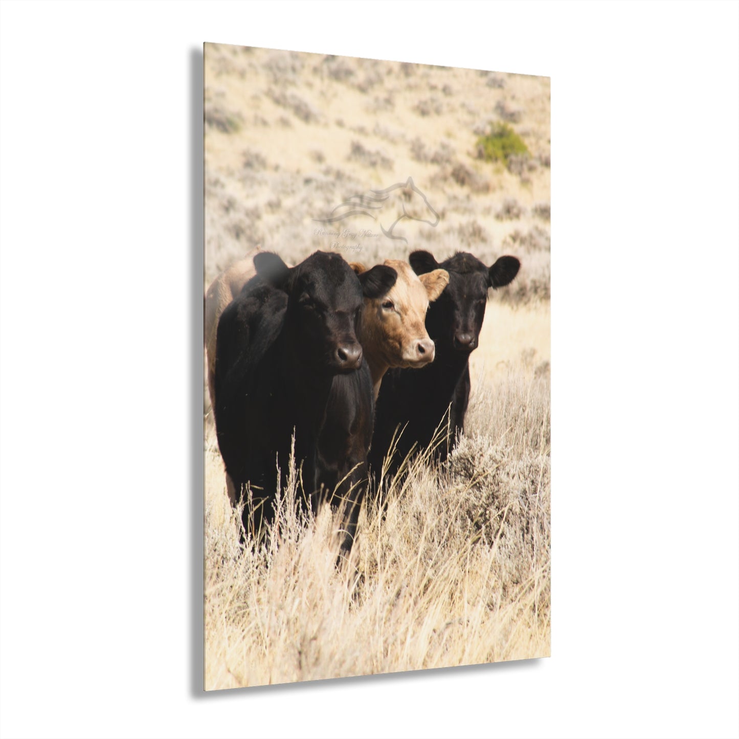 Monkey in the Middle Acrylic