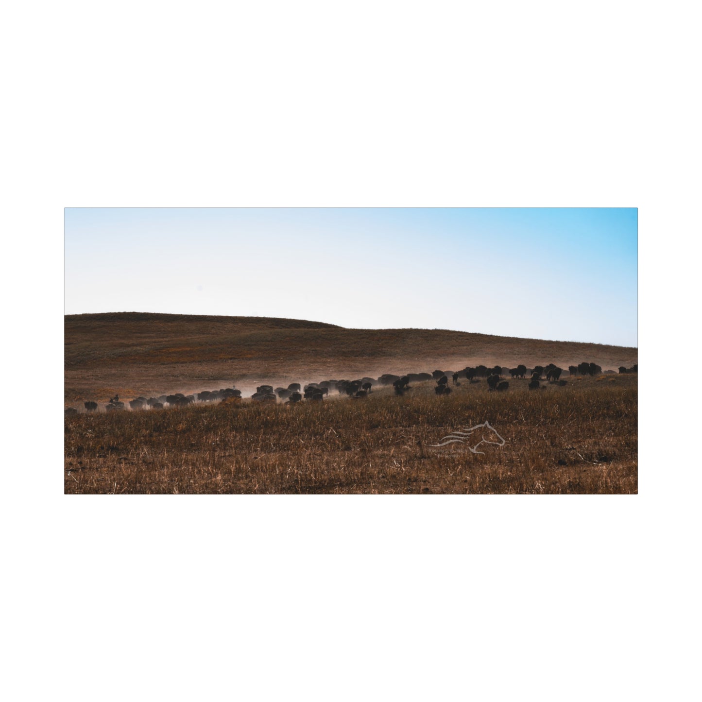 Buffalo Herd Canvas