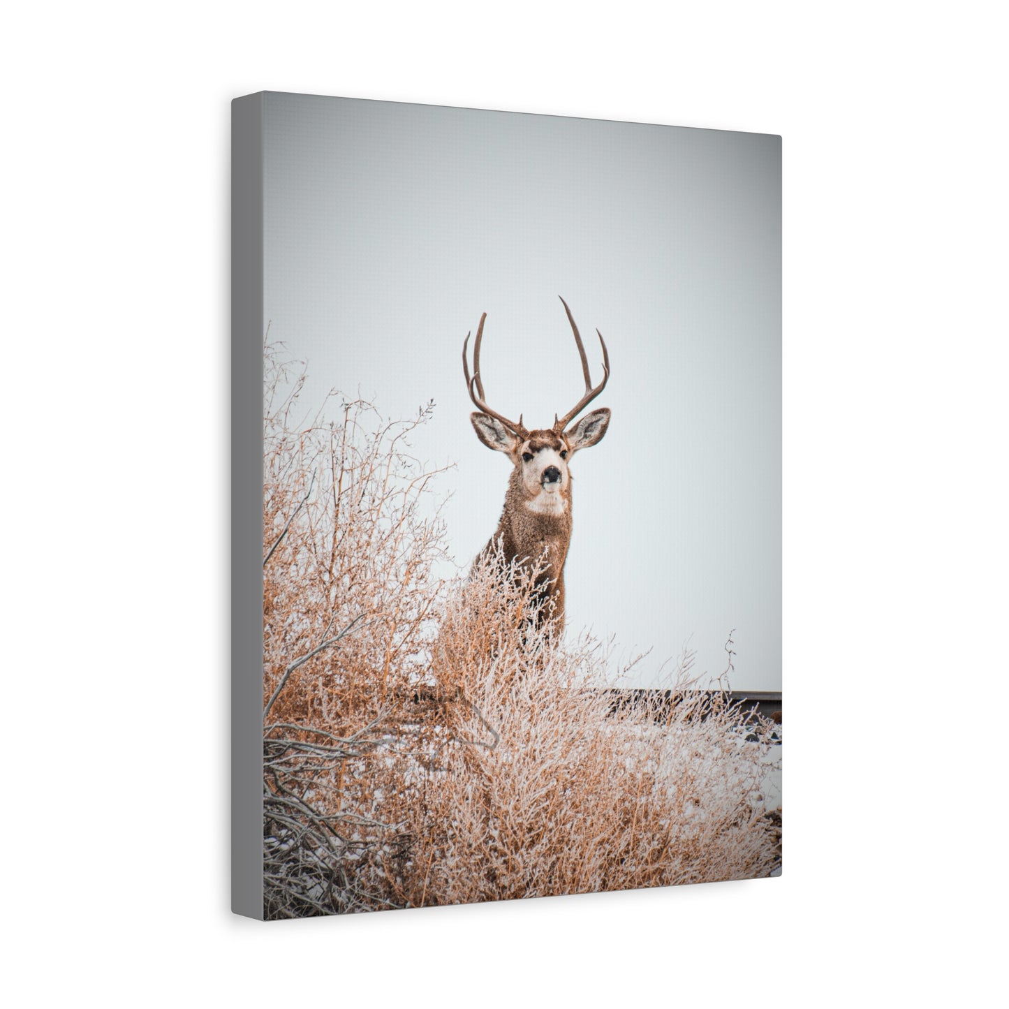 Rustic Deer Canvas