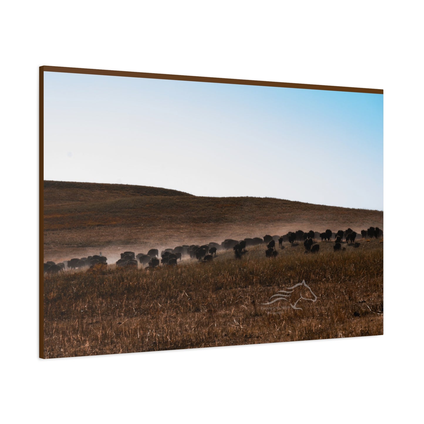 Buffalo Herd Canvas