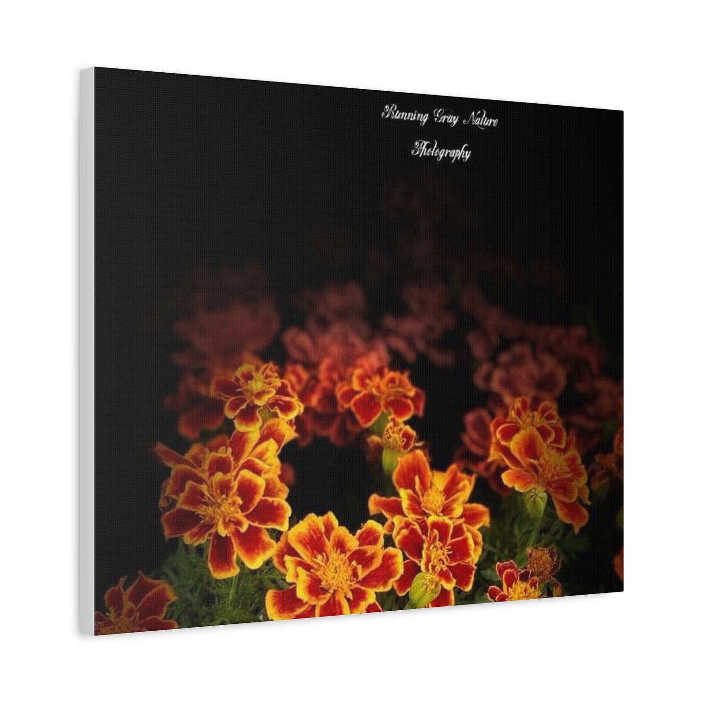 French Marigold Matte Canvas, Stretched, 1.25"