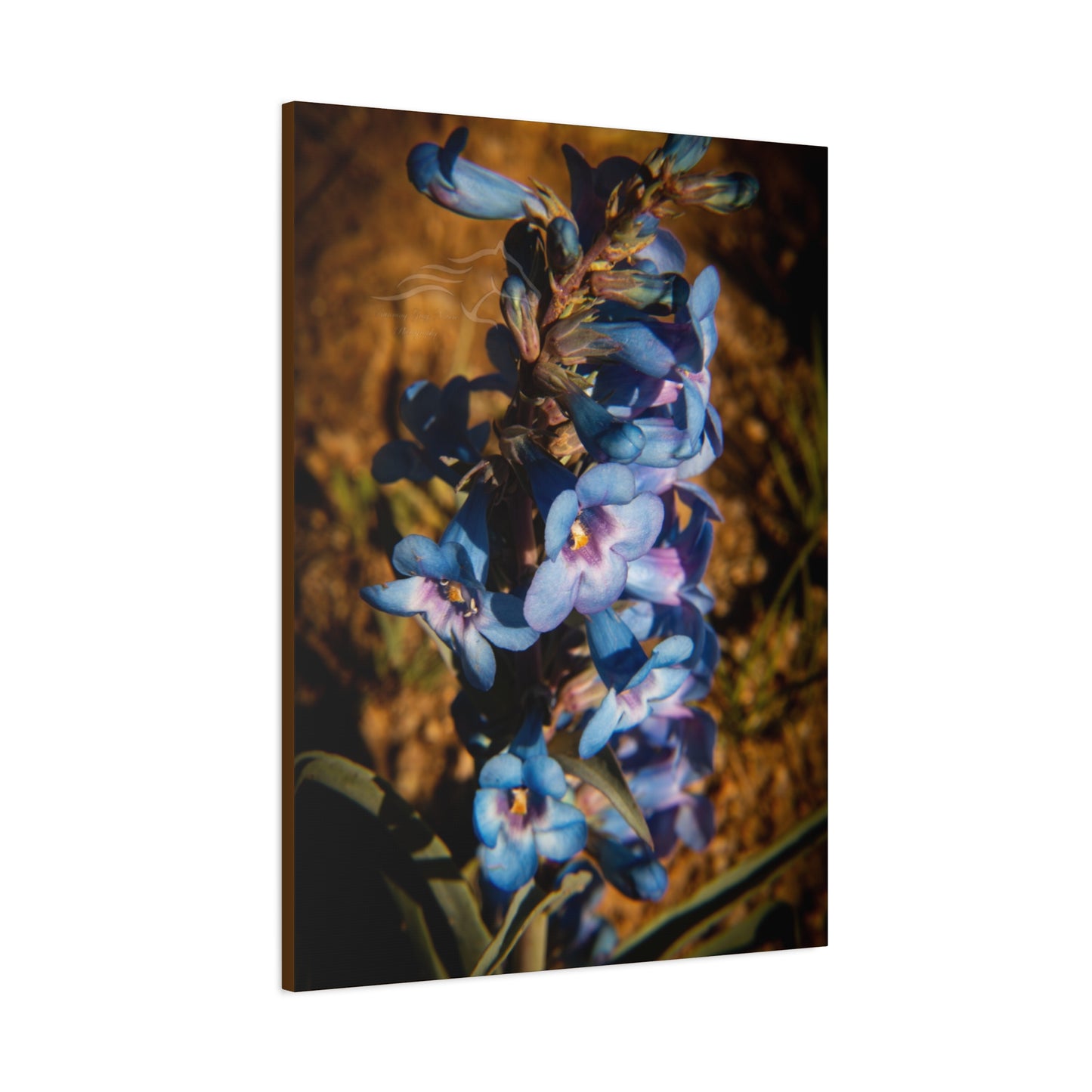 Showy Penstemon Canvas