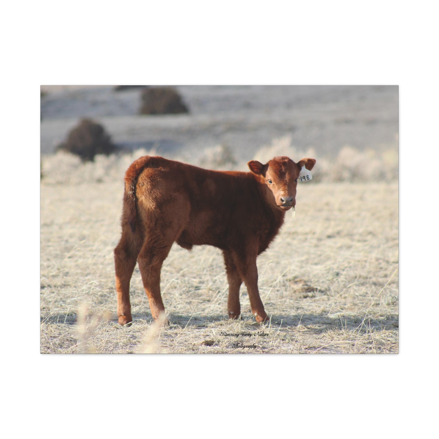 Baby Calf 198 Matte Canvas, Stretched, 1.25"