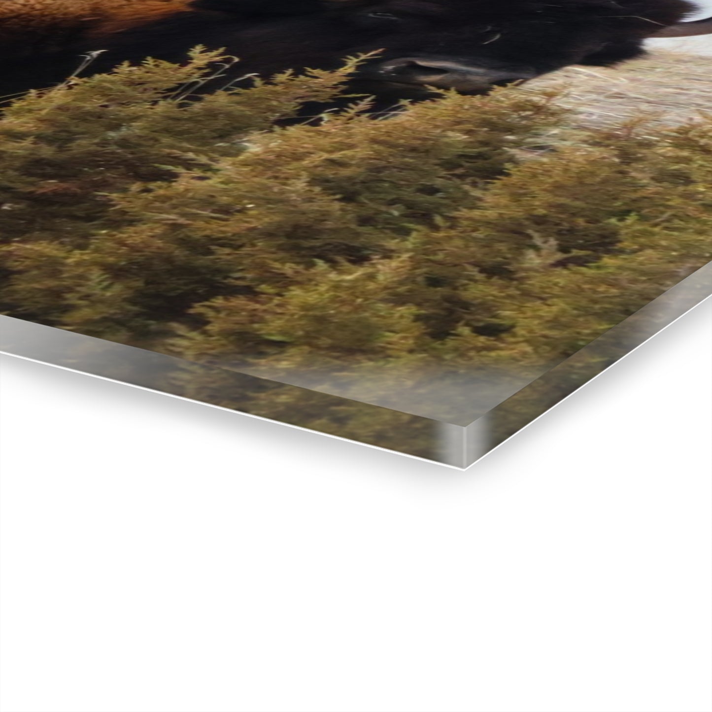 Two Bull Buffalo Acrylic