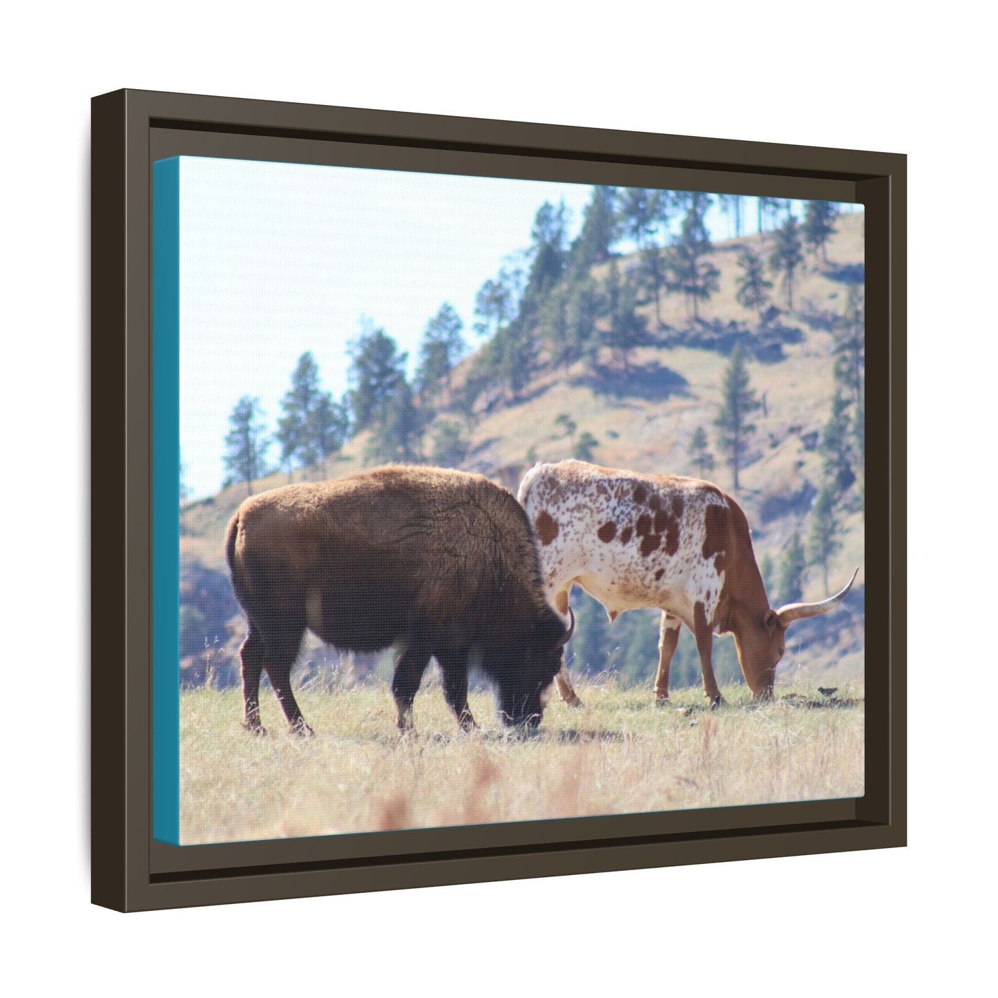 Long Horn and Buffalo Framed Canvas
