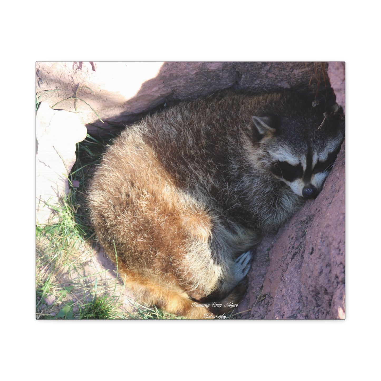 Sleeping Racoon Matte Canvas, Stretched, 1.25"