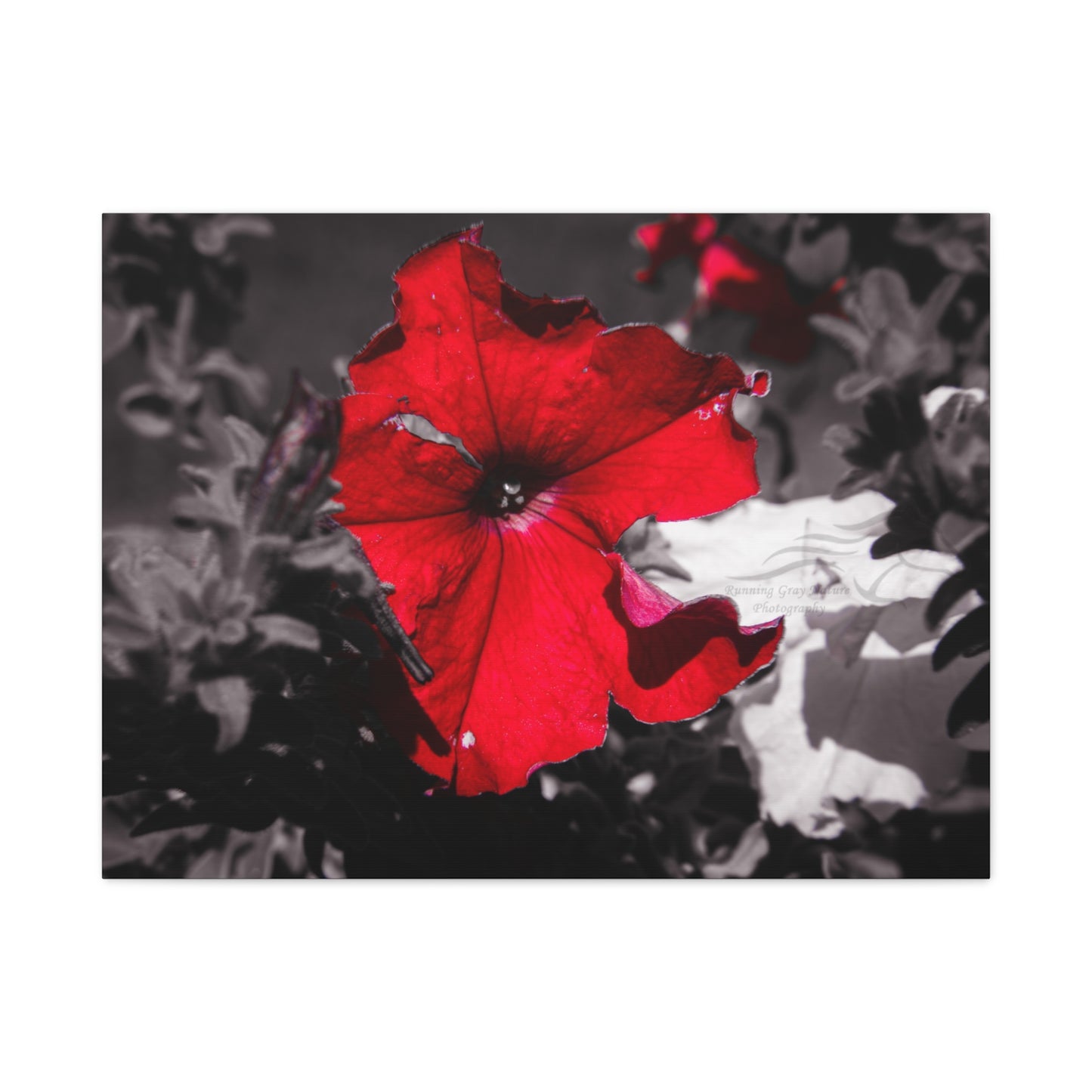 Black and Red Flower Canvas