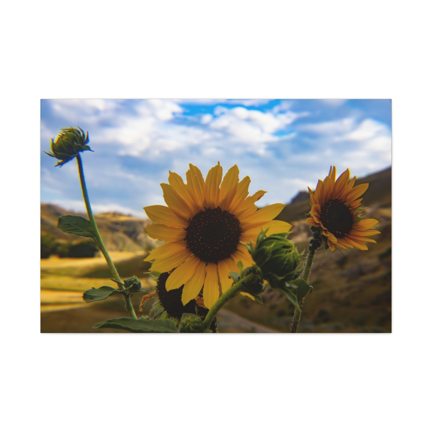 Sunflower Canvas