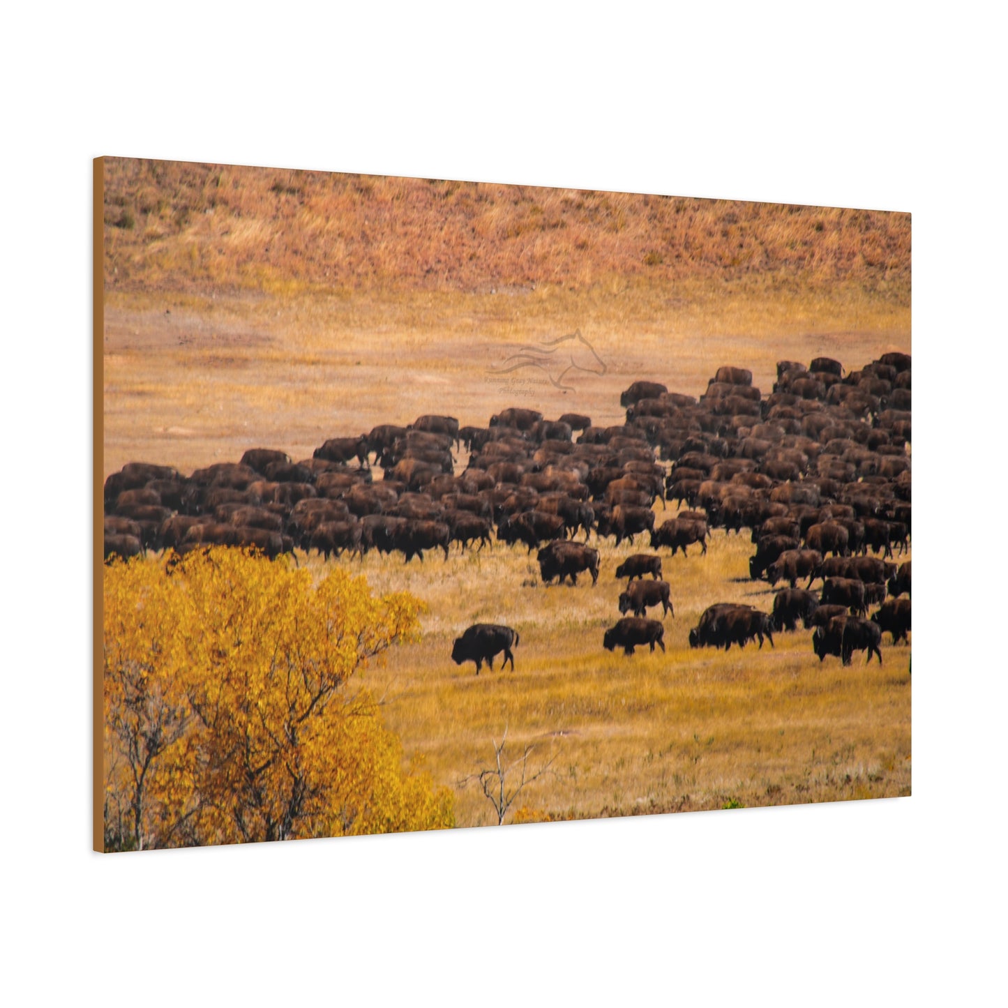 Buffalo all Gathered Canvas