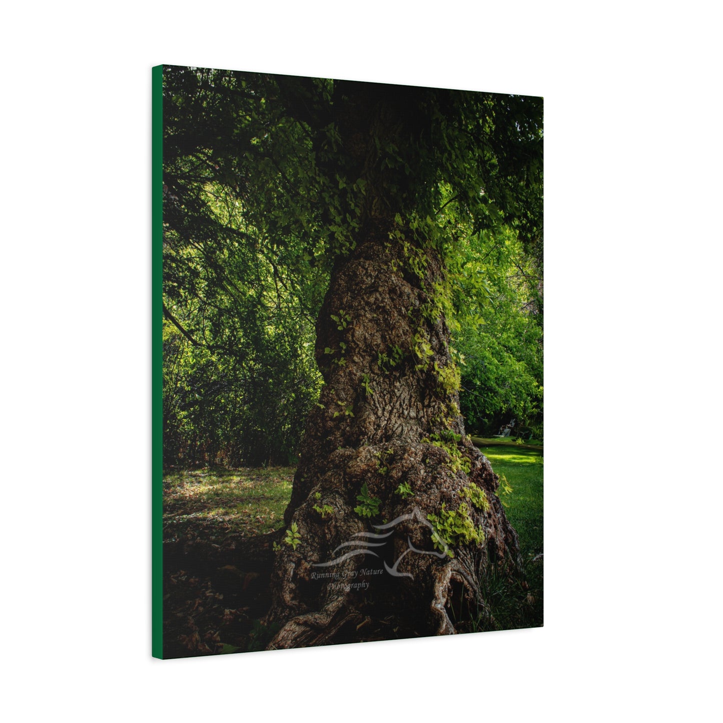 Natural Green Tree Canvas