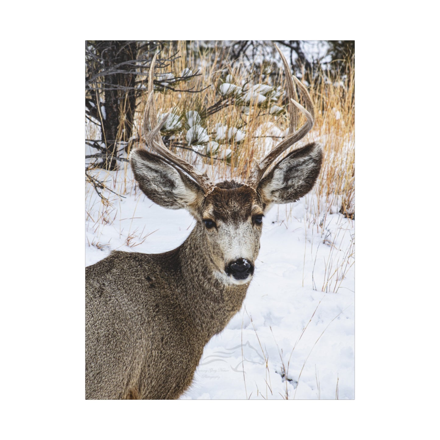 Deer Antlers in February Canvas