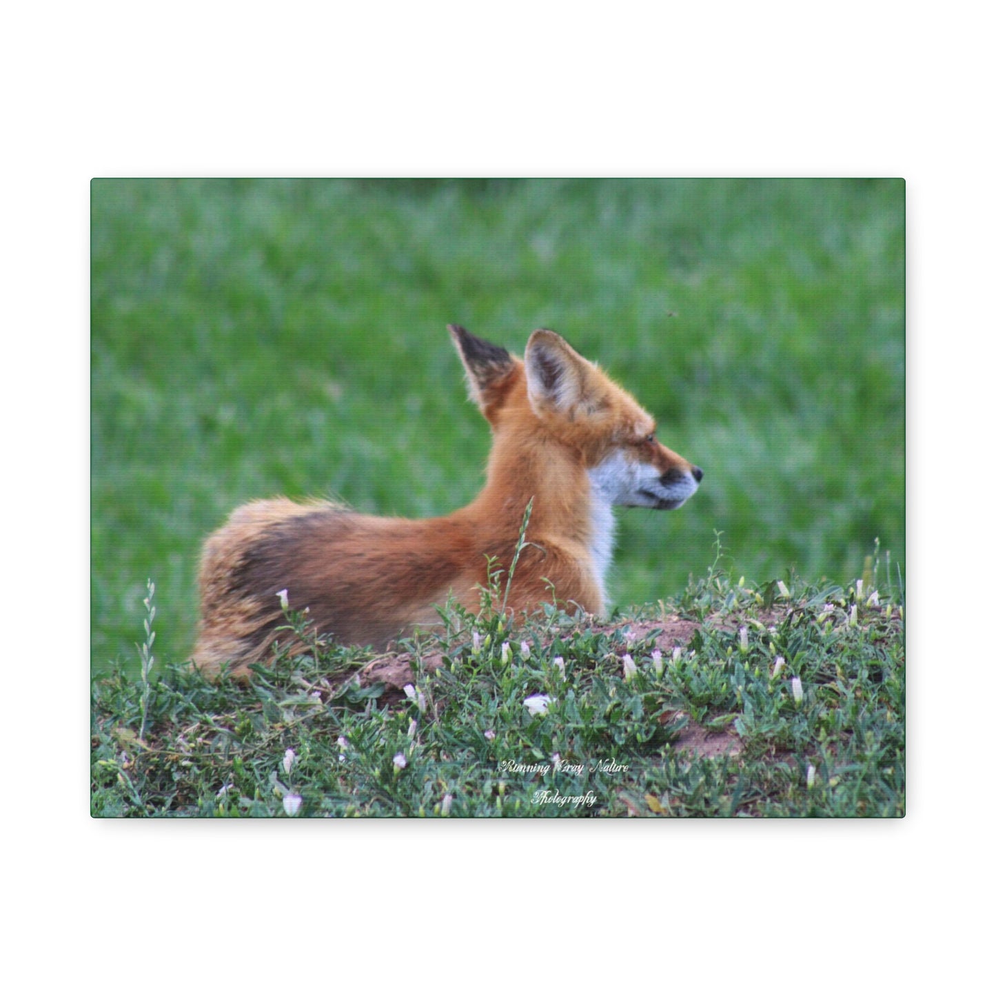 Red Tail Fox Matte Canvas, Stretched, 1.25"