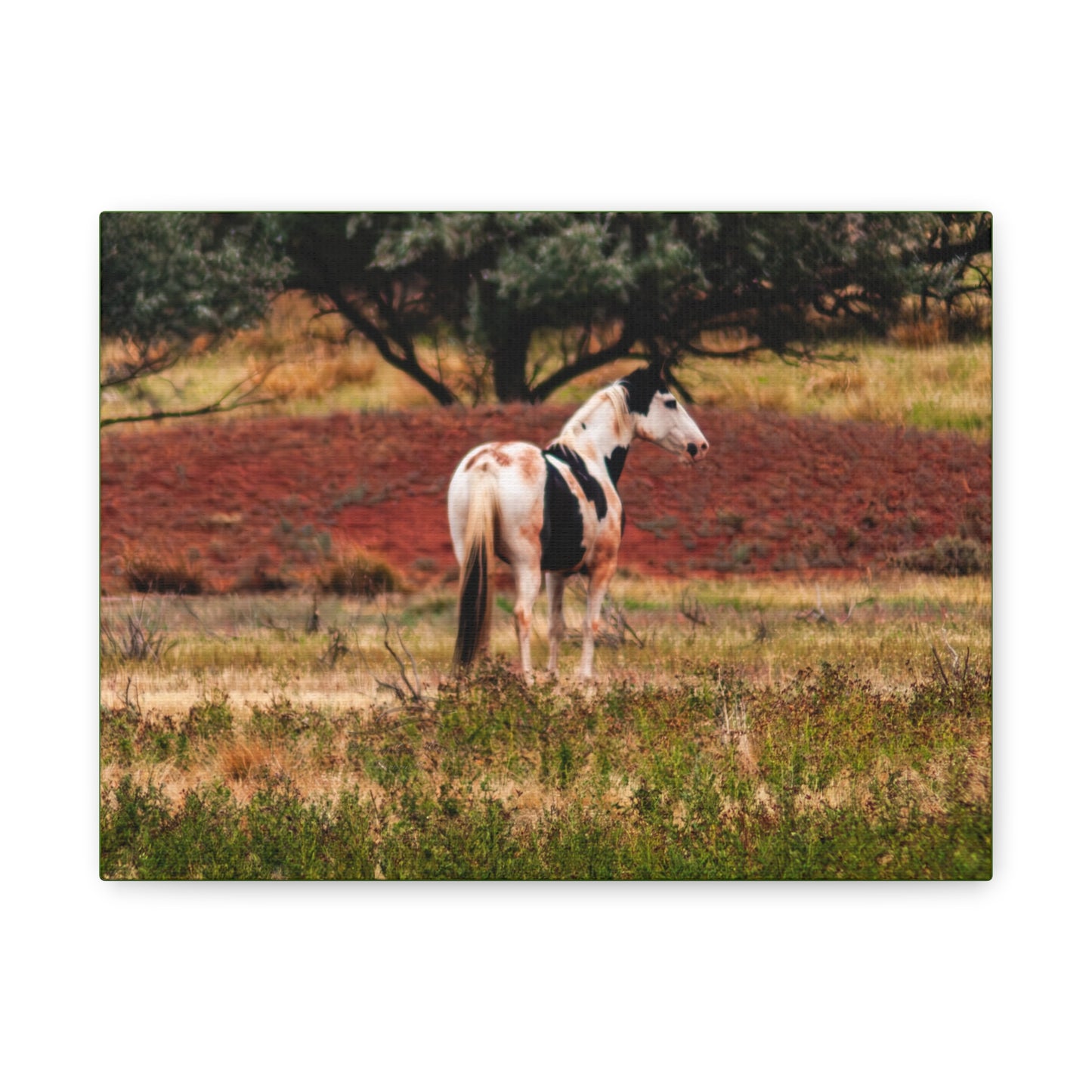 Painted Horse Canvas