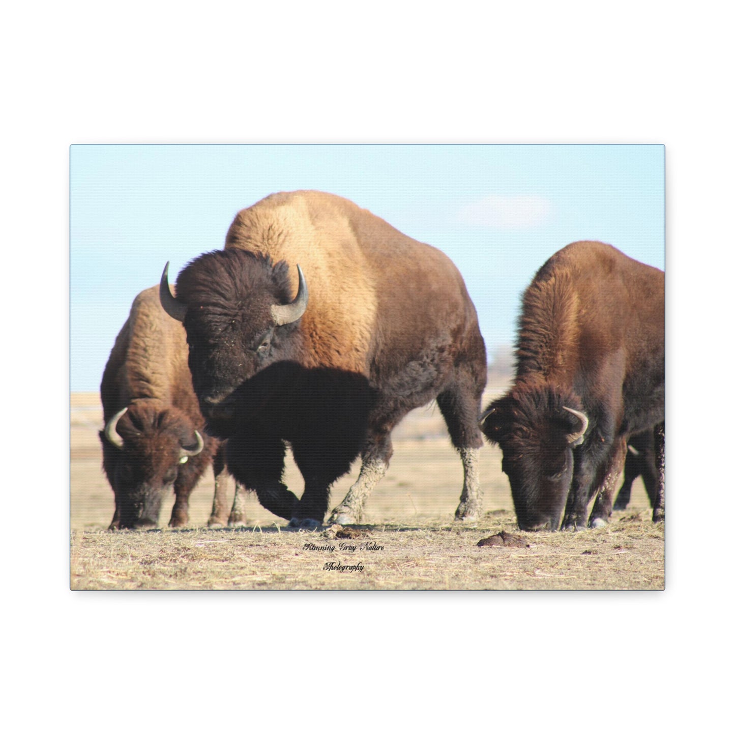 Buffalo Herd Matte Canvas, Stretched, 1.25"