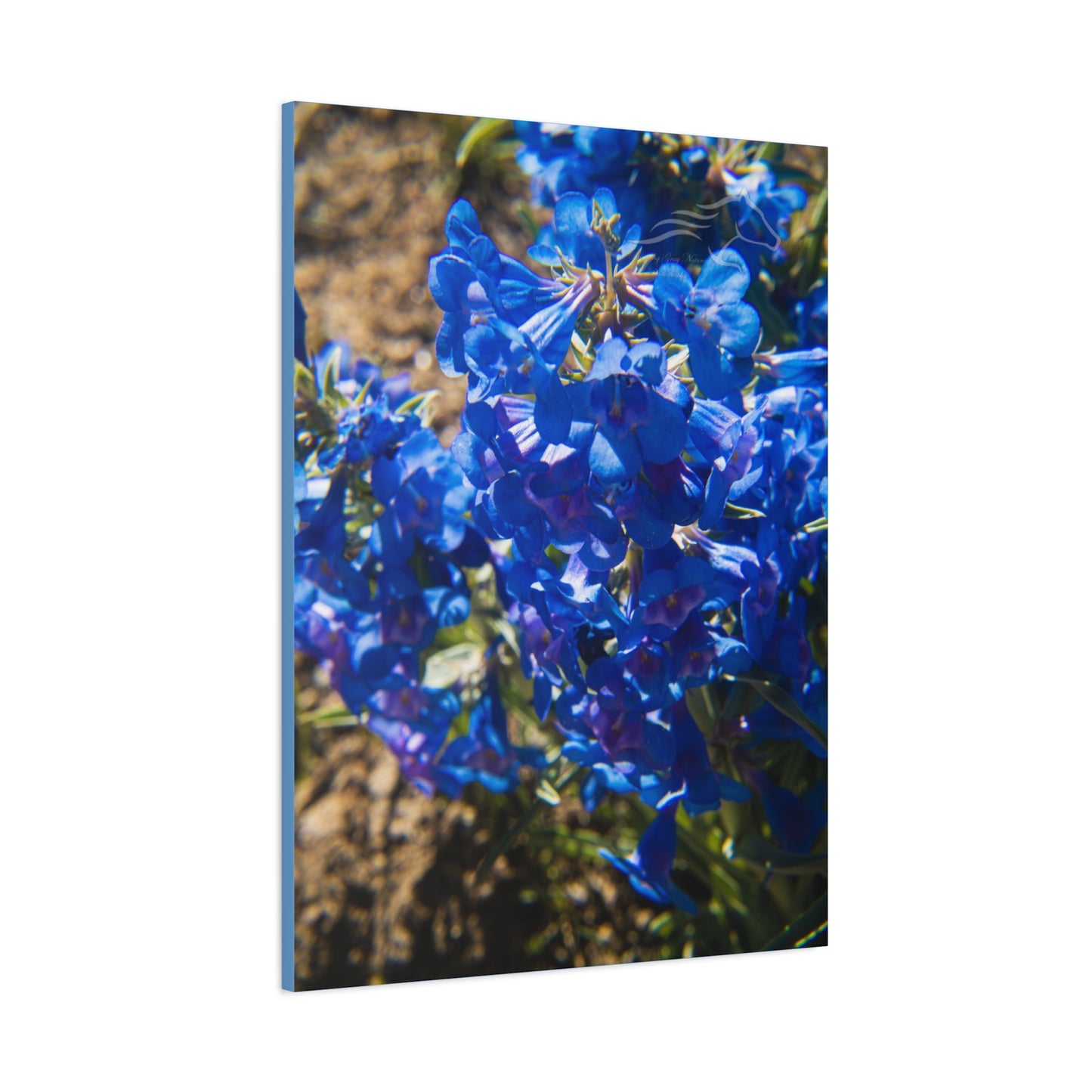 Rocky Mountain Beardtongue Canvas