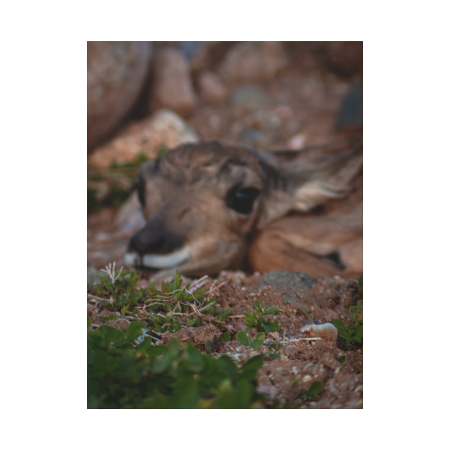 Gentle Antelope Fawn Canvas