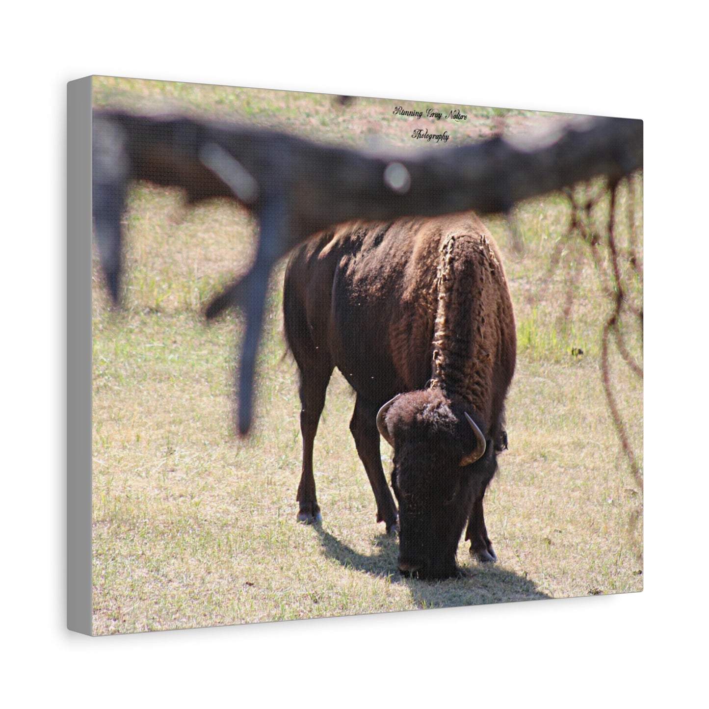 Buffalo Matte Canvas, Stretched, 1.25"