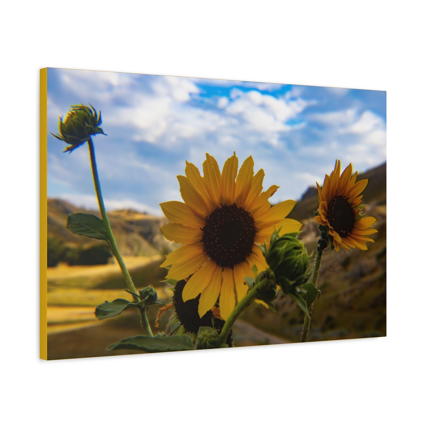 Sunflower Canvas
