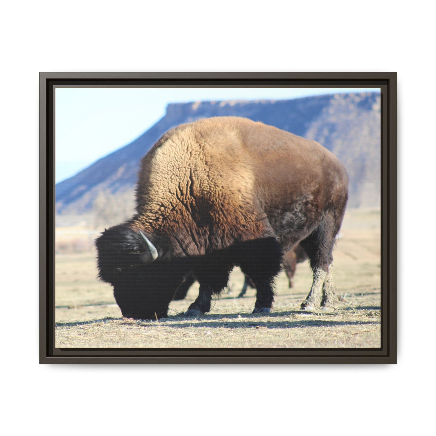 Big Daddy Buffalo Framed Canvas