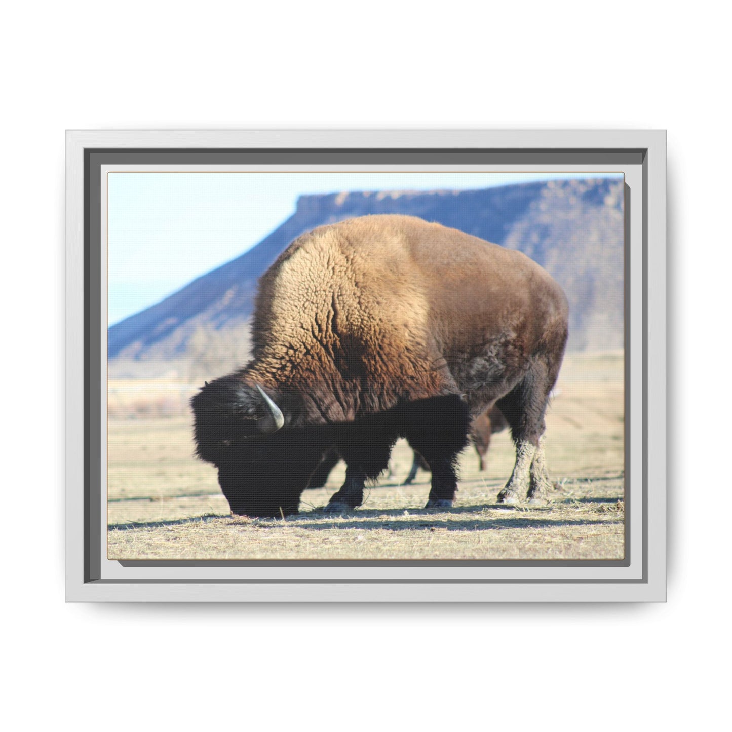 Big Daddy Buffalo Framed Canvas