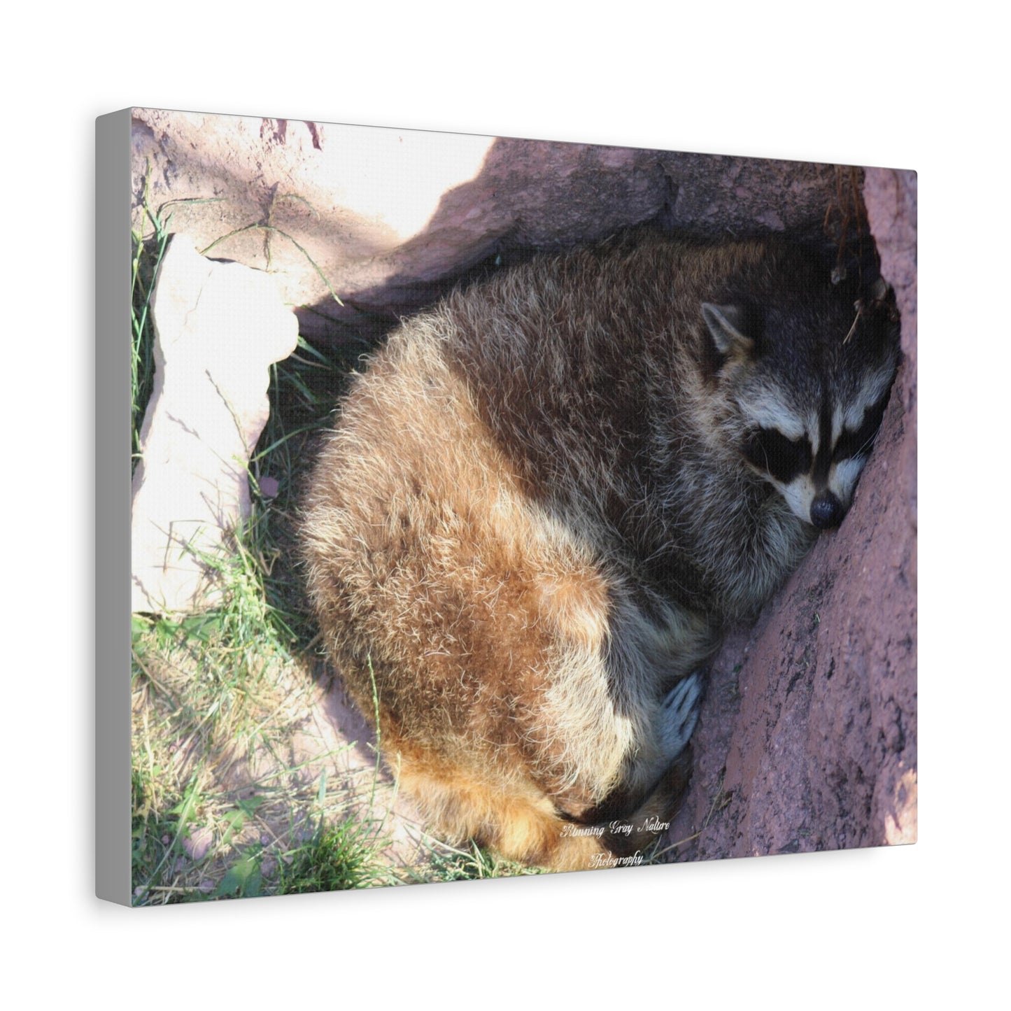 Sleeping Racoon Matte Canvas, Stretched, 1.25"