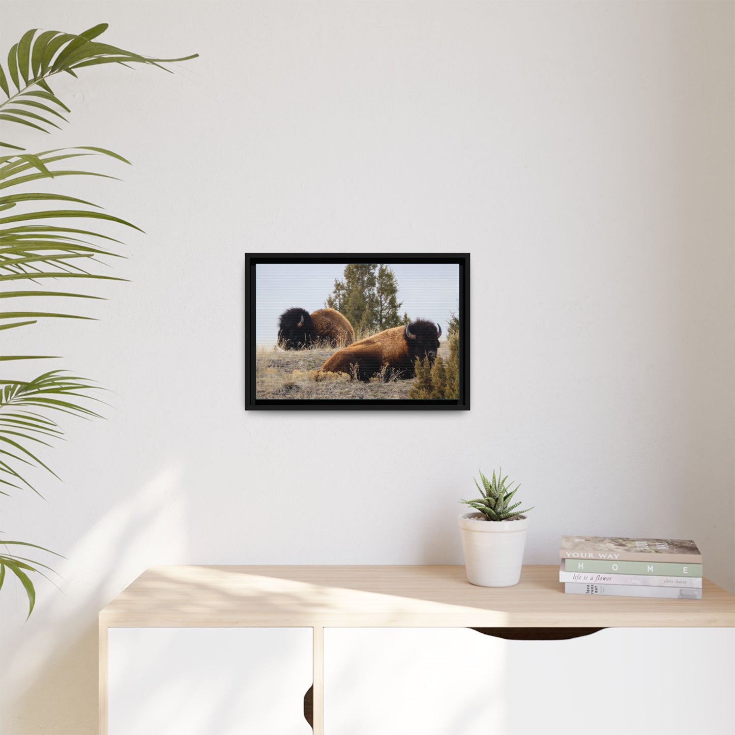 Two Bull Buffalo Framed Canvas