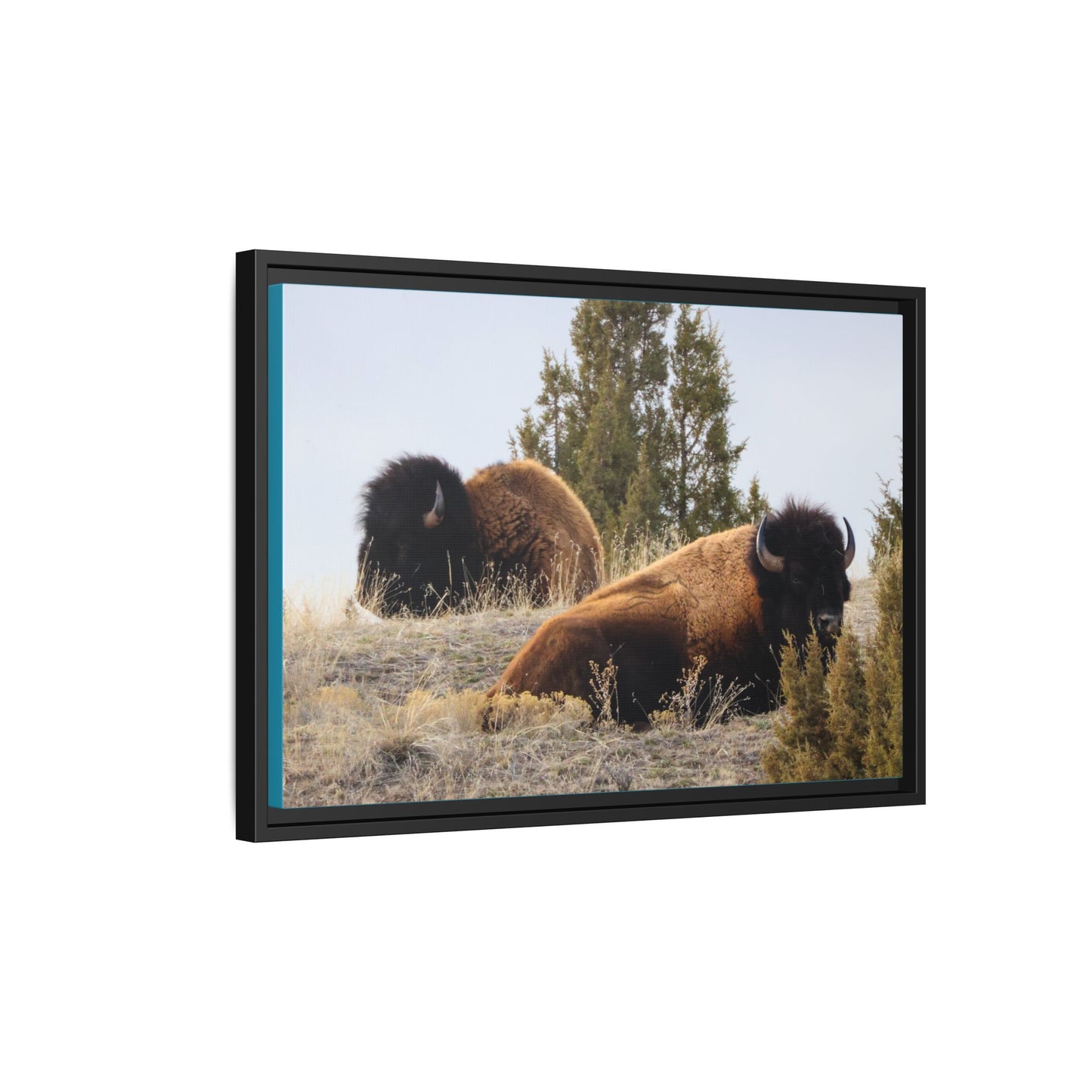 Two Bull Buffalo Framed Canvas