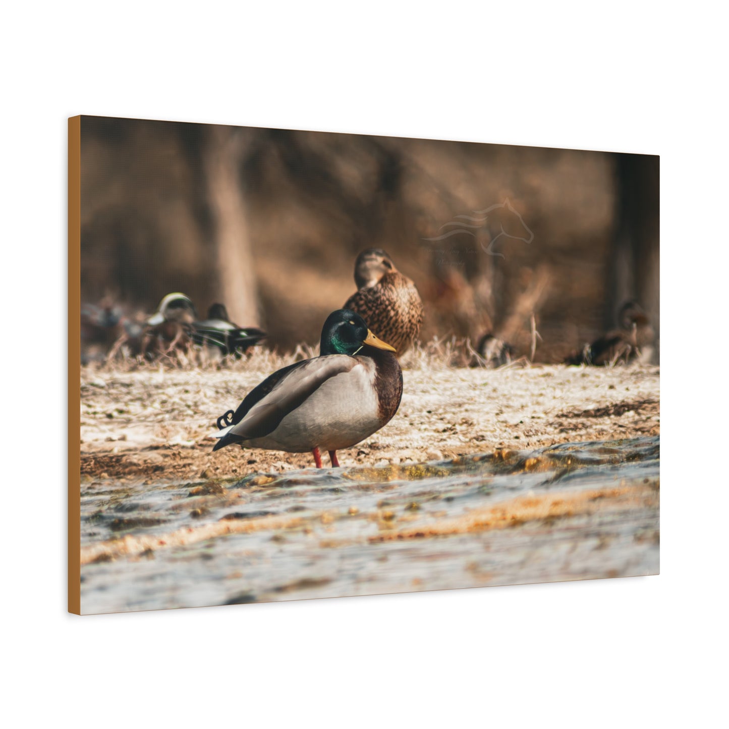 Nature-Inspired Duck Canvas