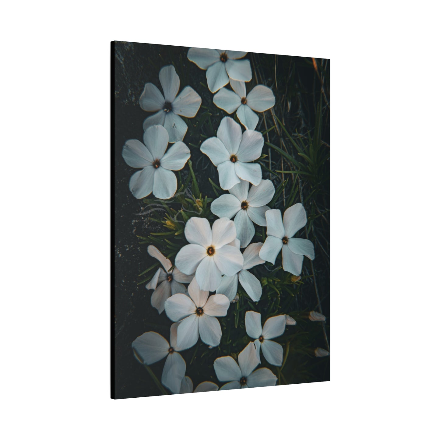 Rock Jasmine Canvas