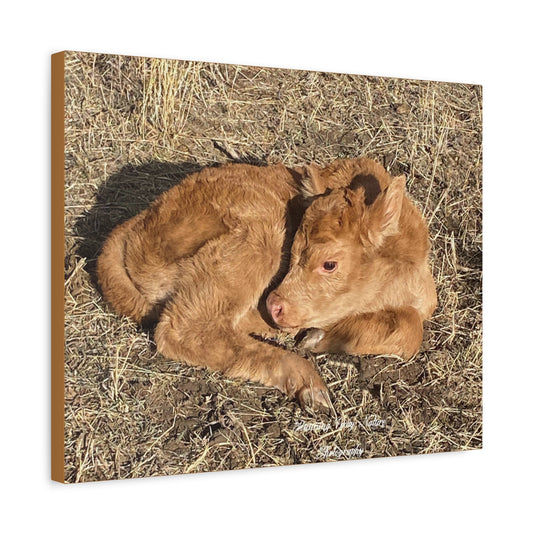 Baby Calf Matte Canvas, Stretched, 1.25"