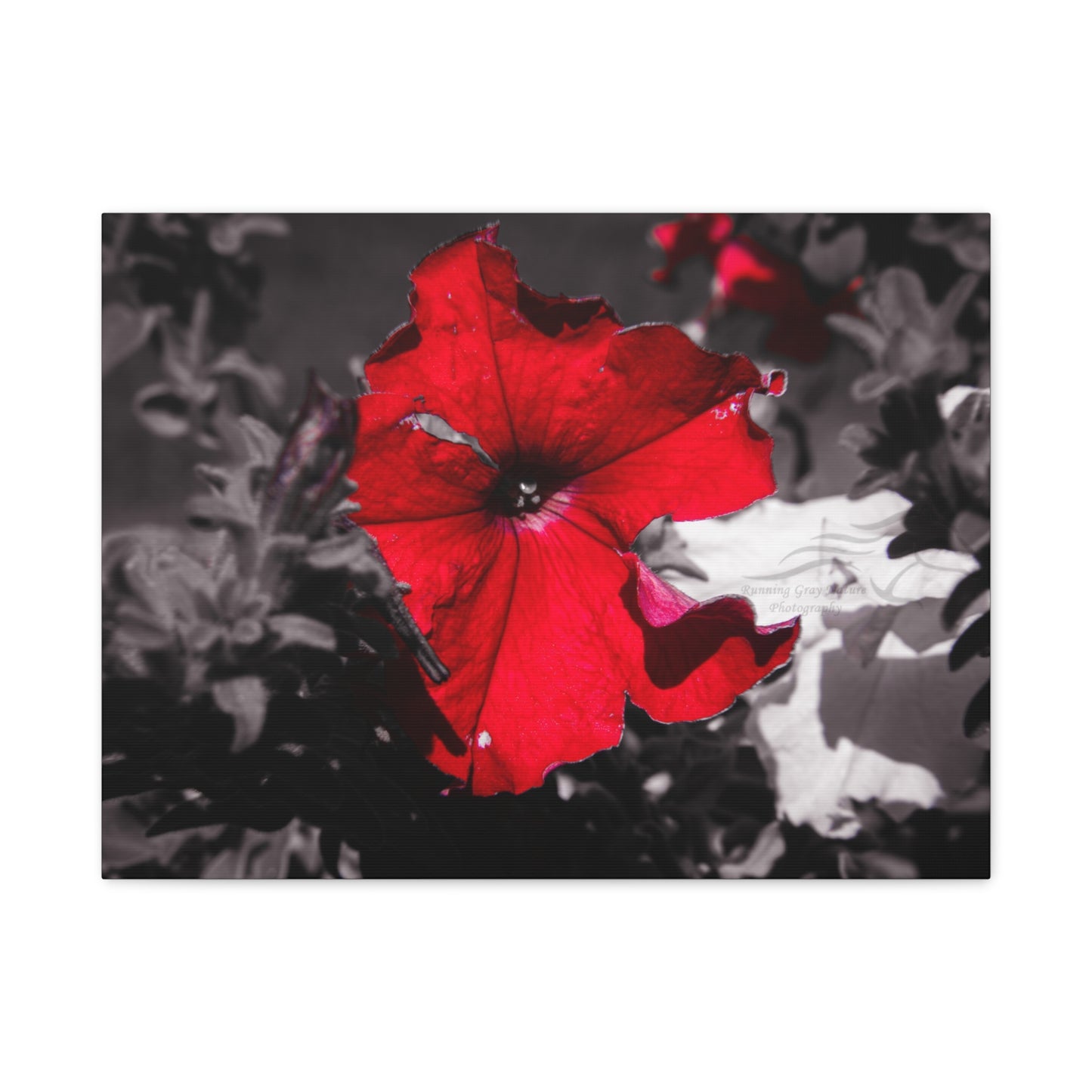 Black and Red Flower Canvas