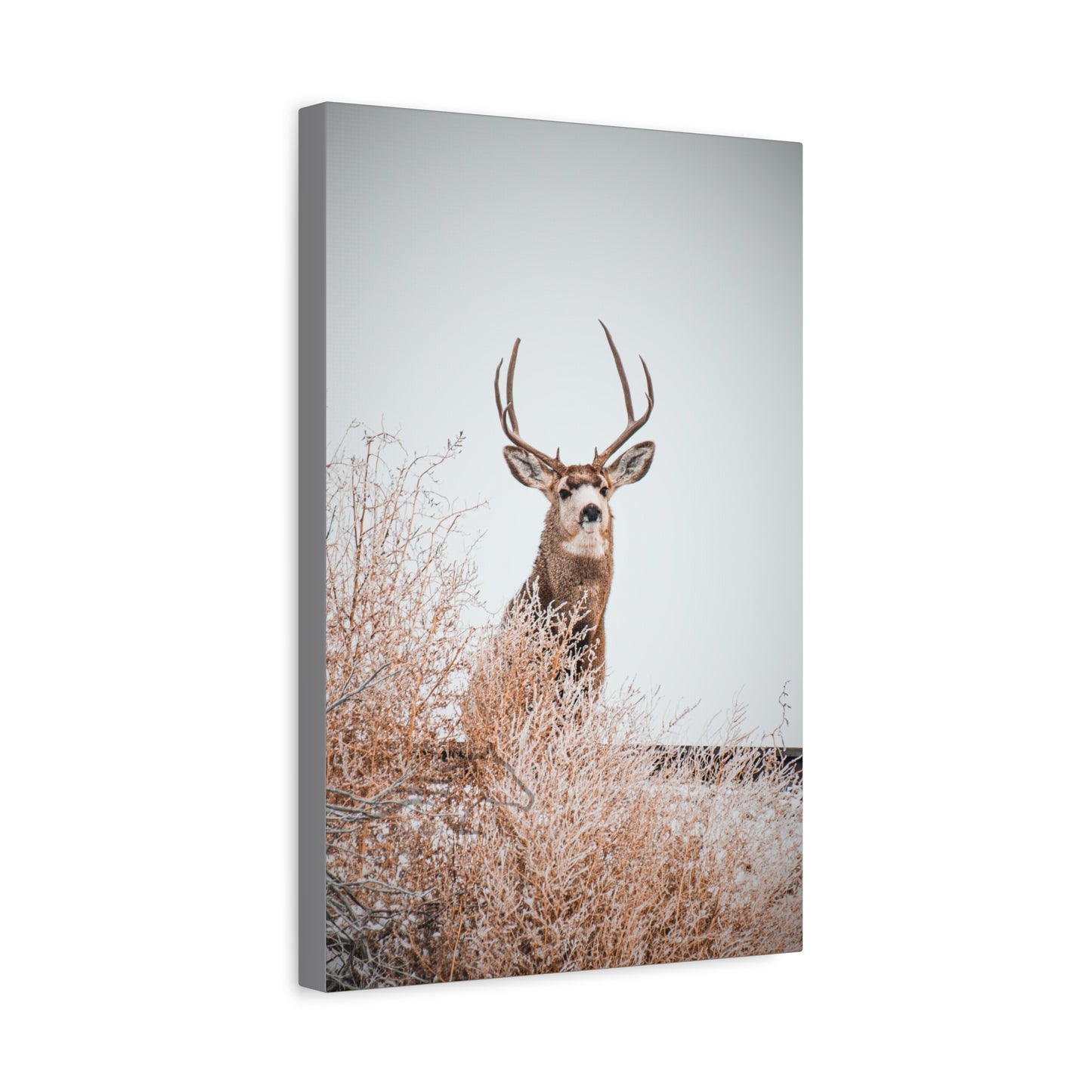 Rustic Deer Canvas