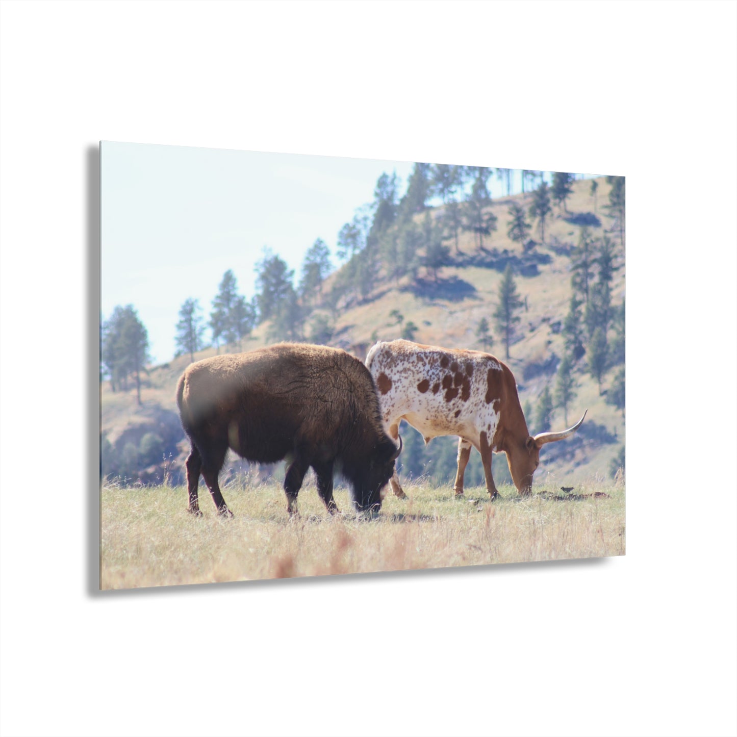 Long Horn and Buffalo Acrylic