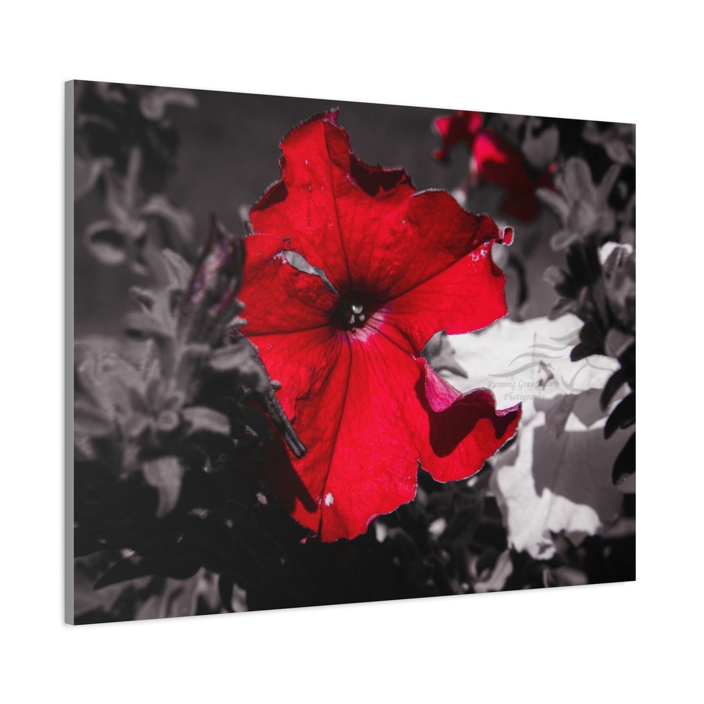 Black and Red Flower Canvas