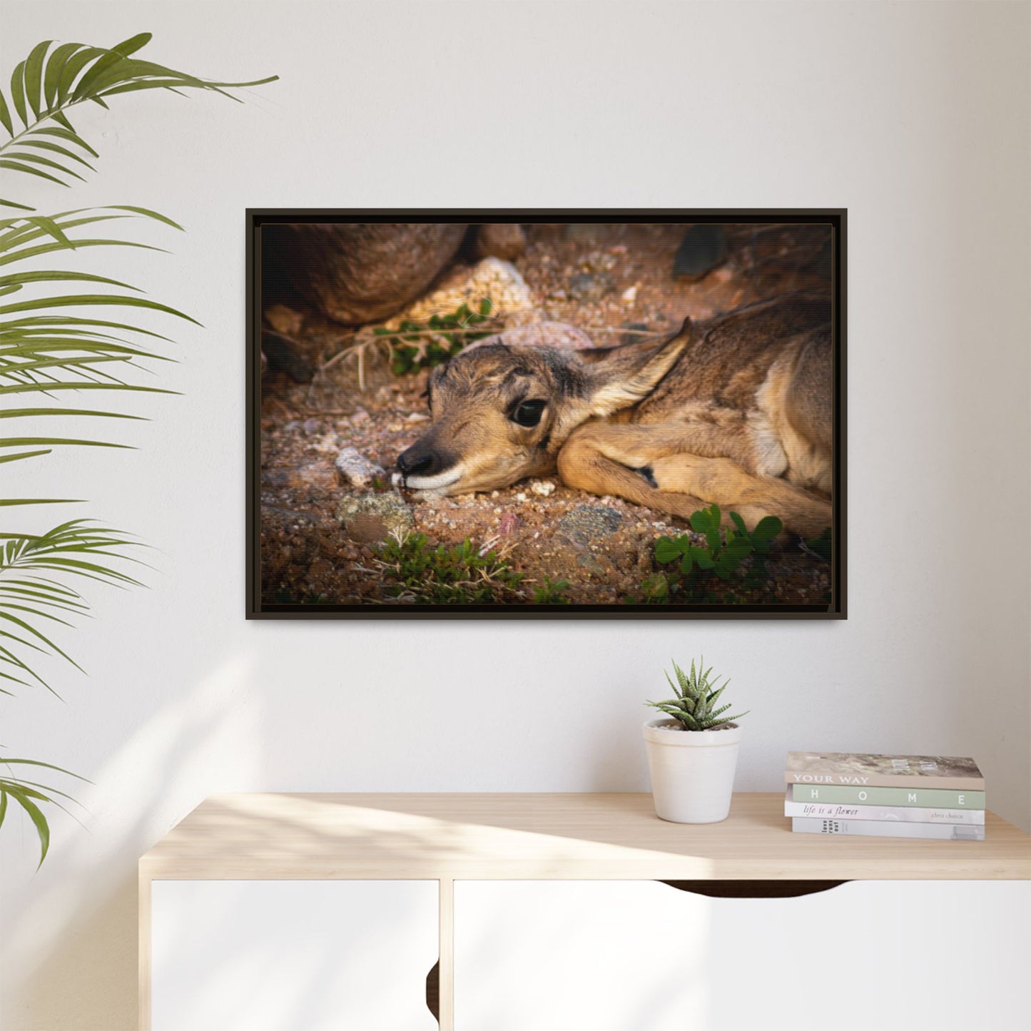 Baby Antelope Framed Canvas