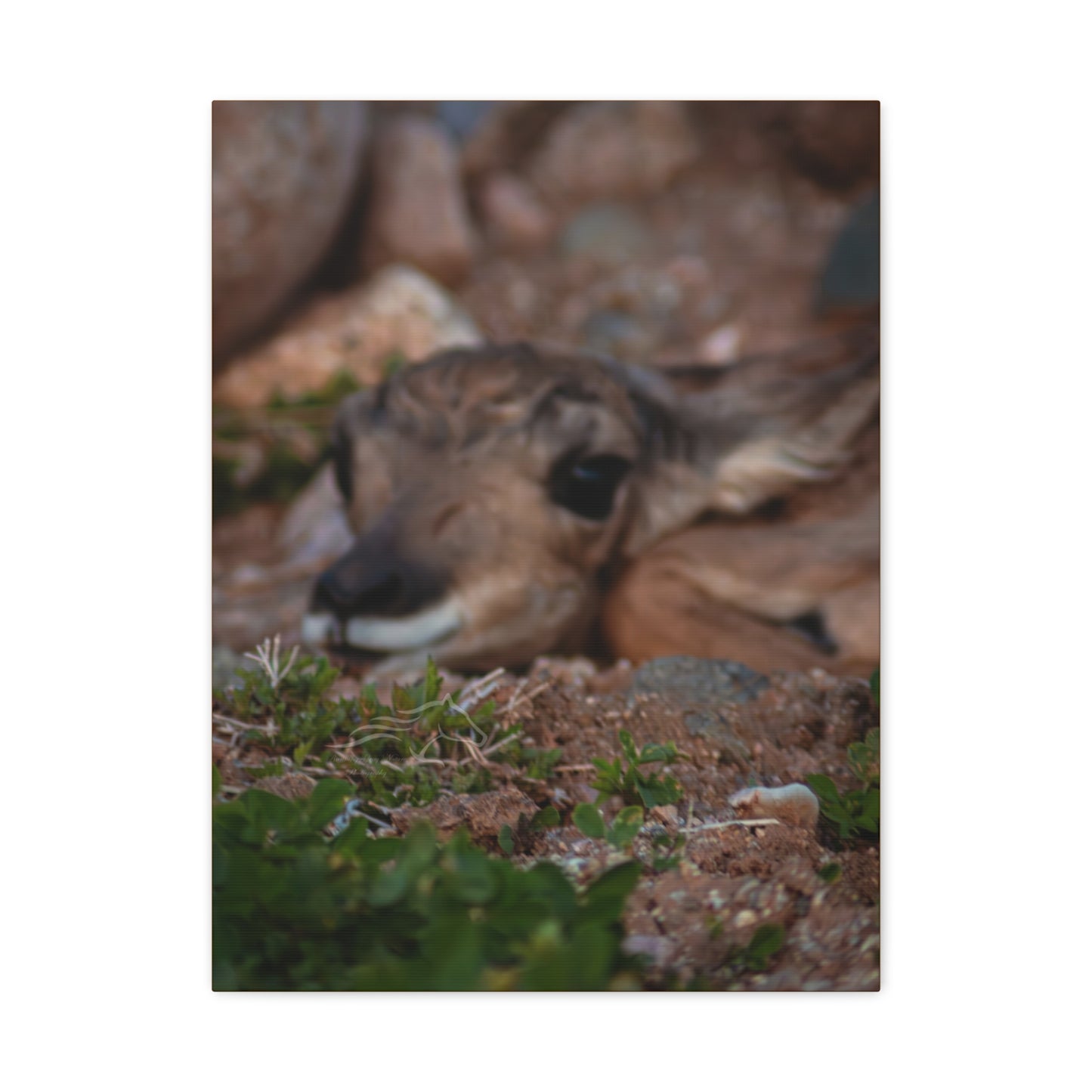 Gentle Antelope Fawn Canvas
