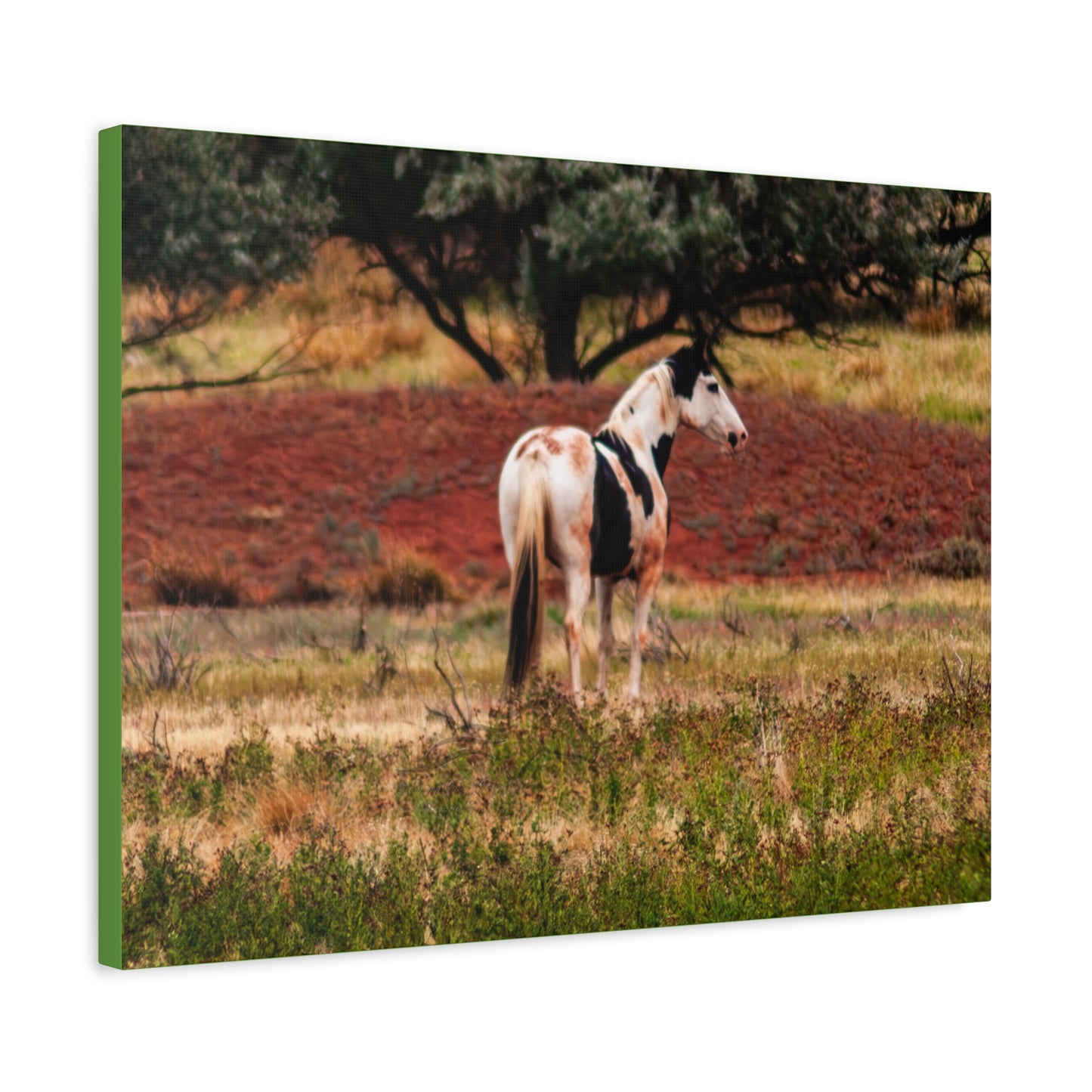 Painted Horse Canvas