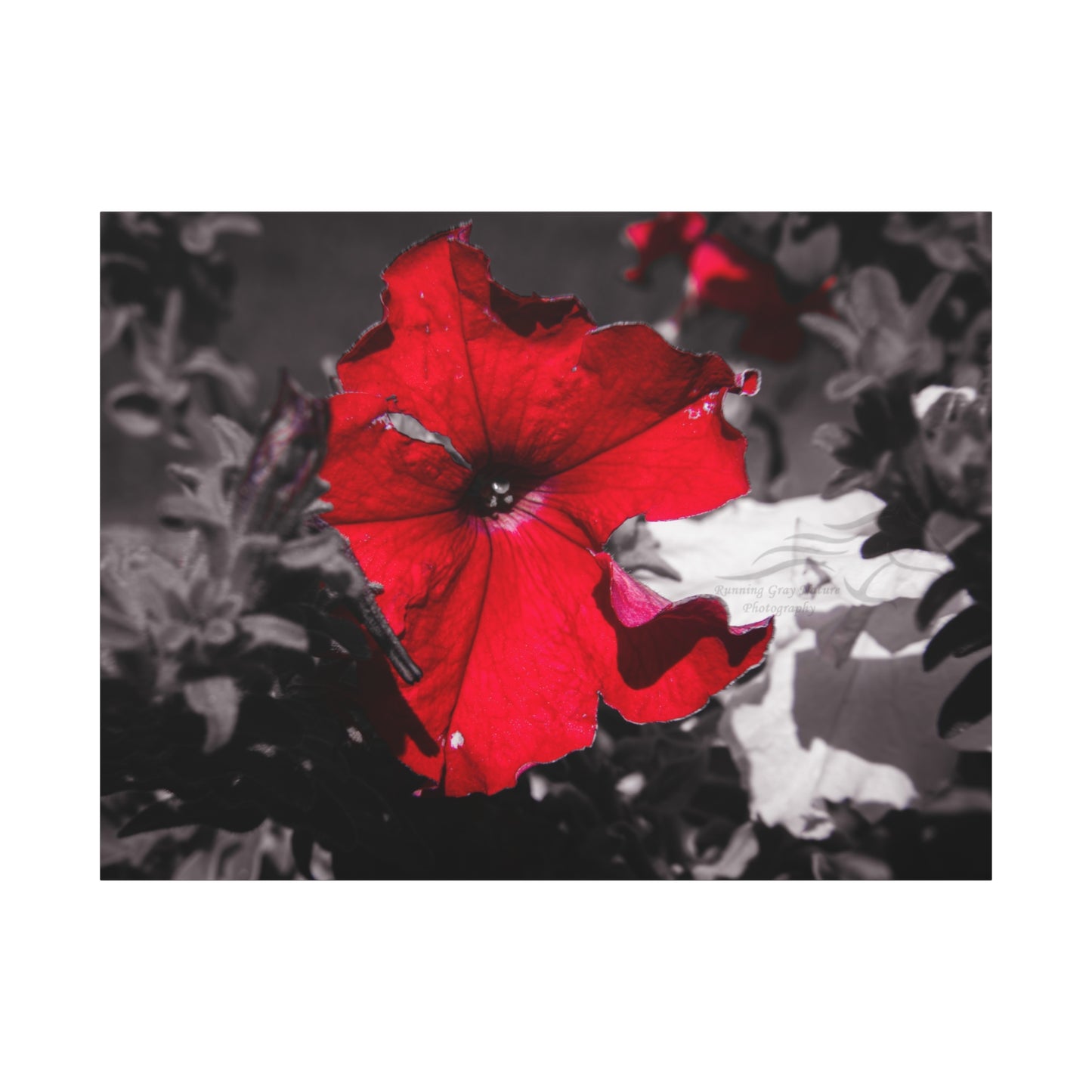Black and Red Flower Canvas