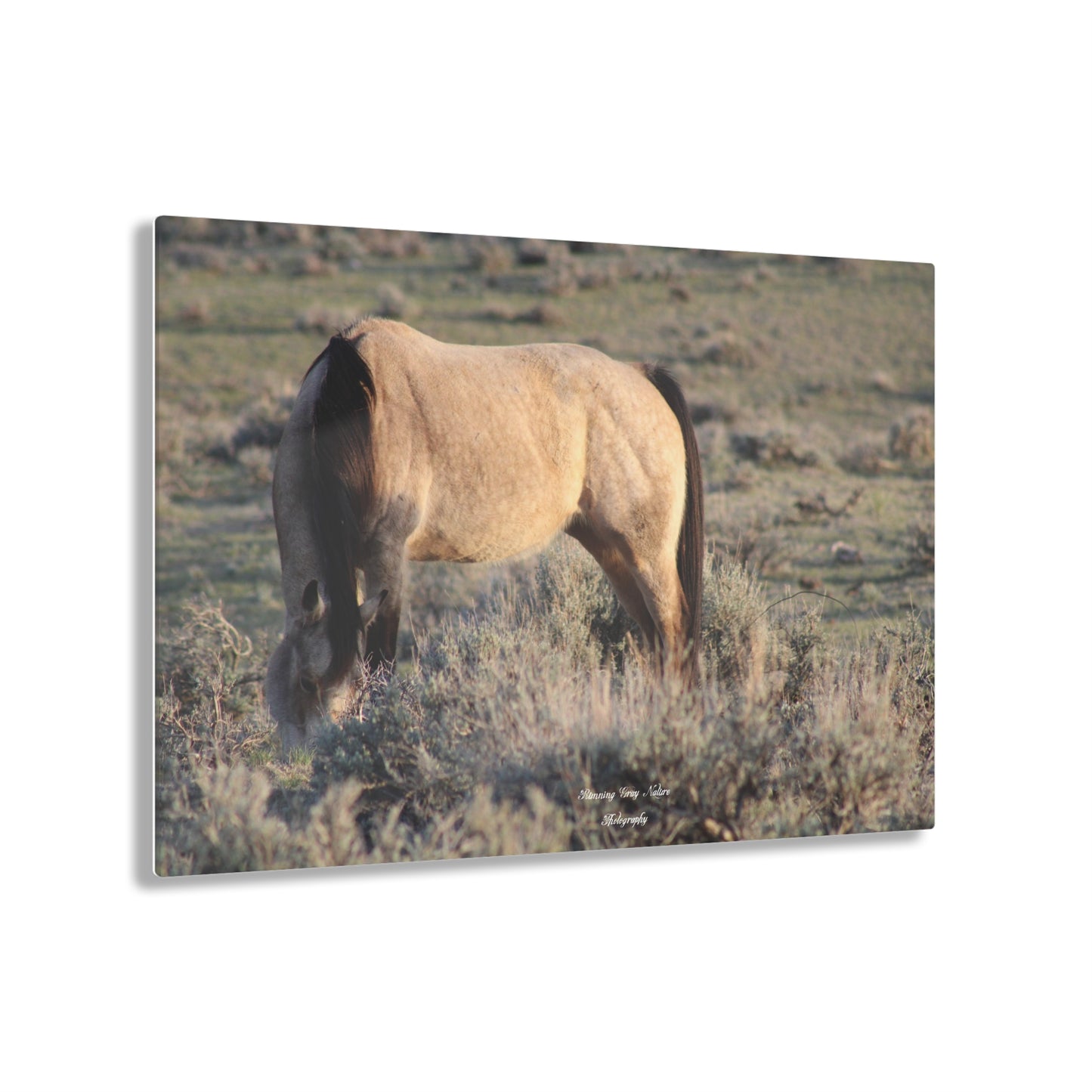 Buckskin Acrylic Prints