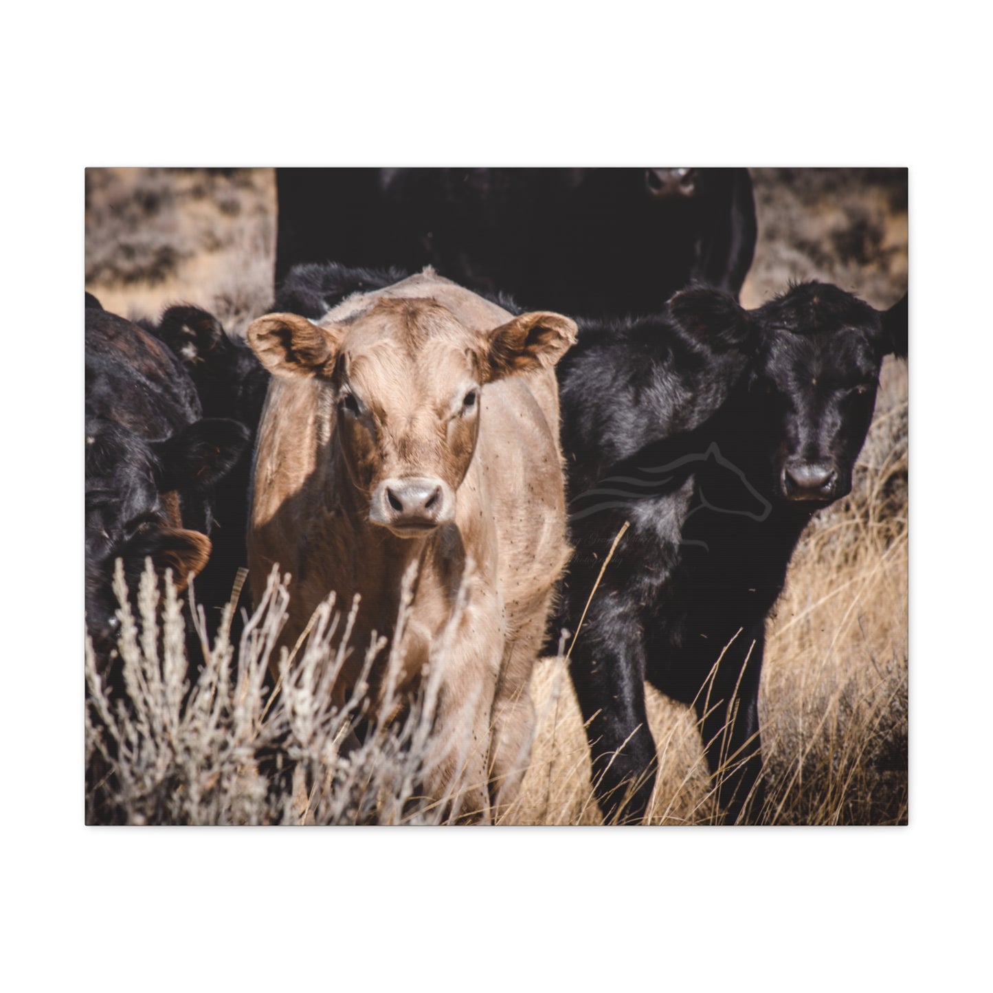 Baby Blonde Calf