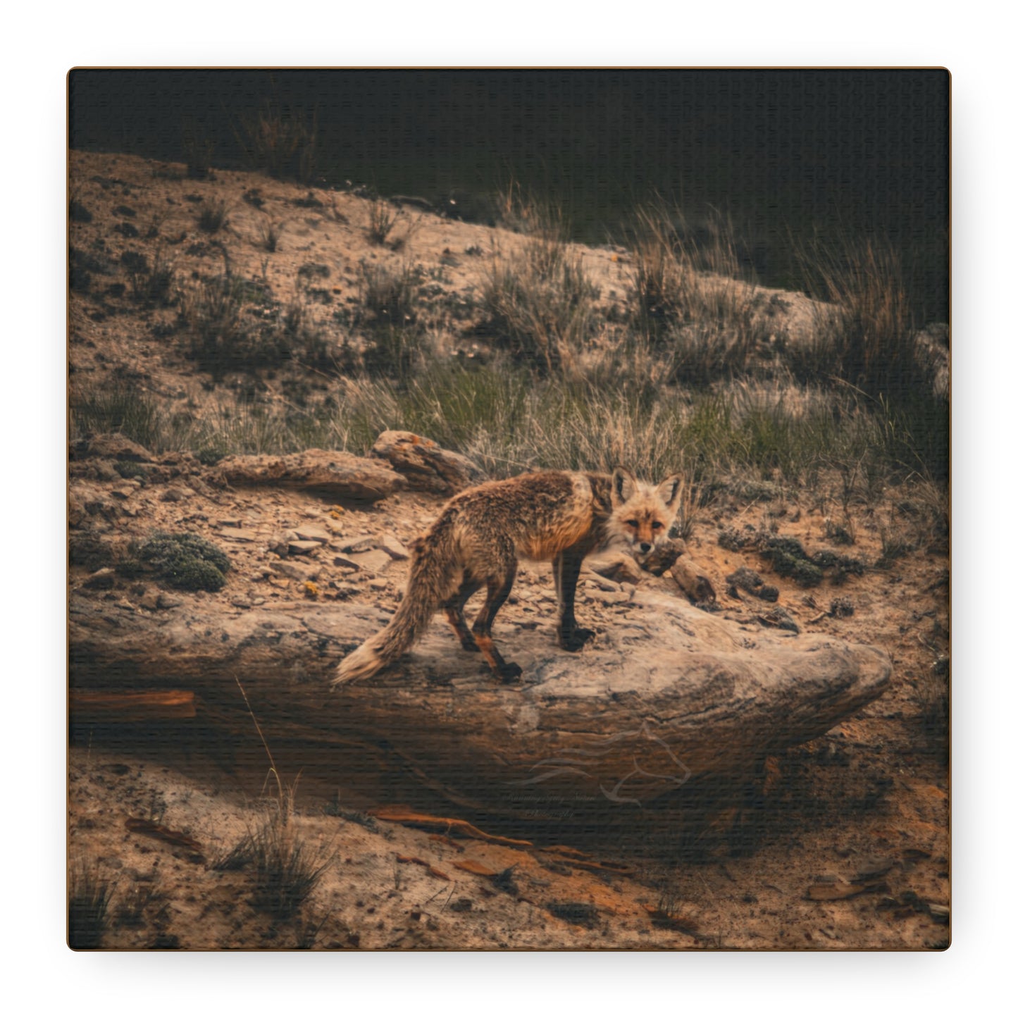 Rustic Fox Canvas