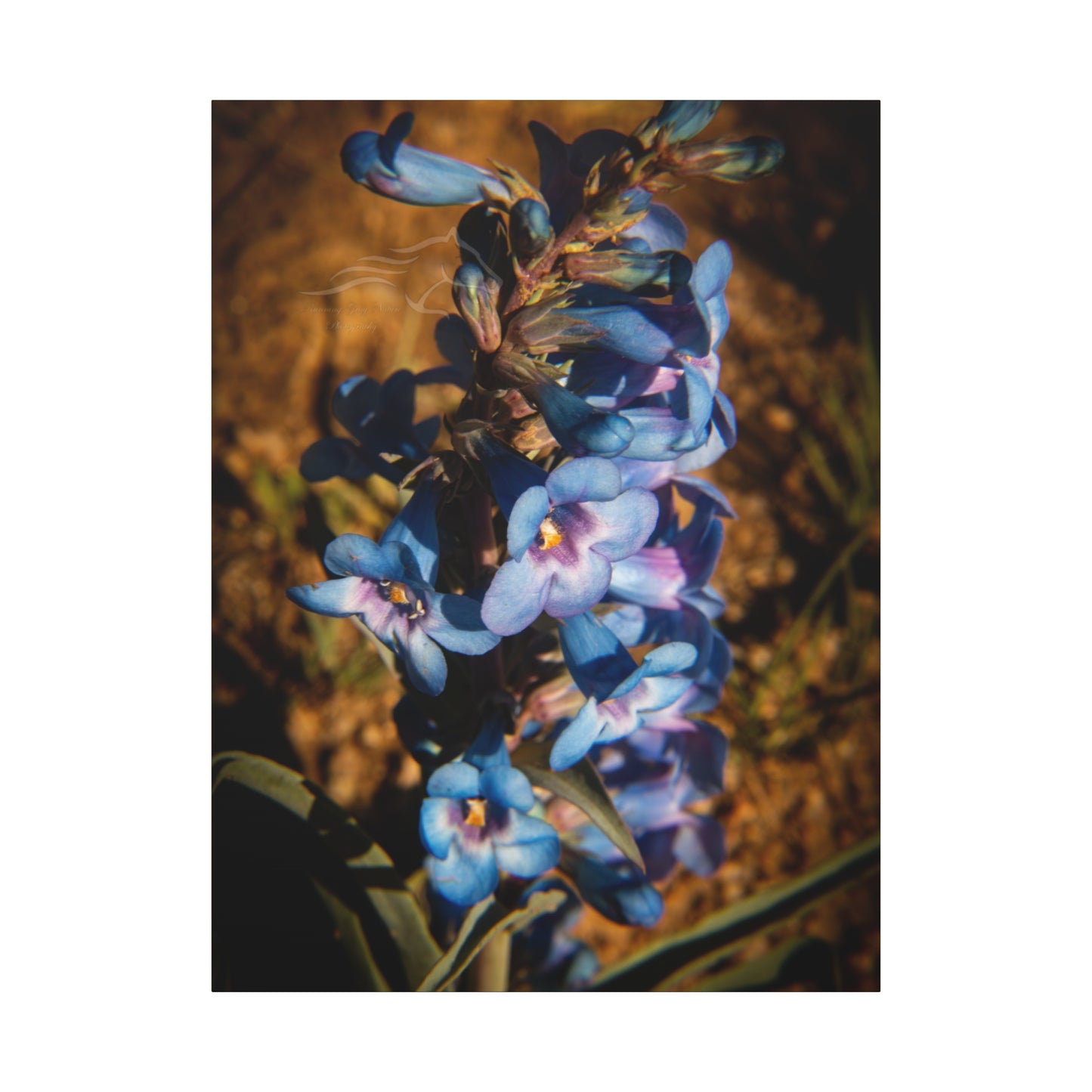 Showy Penstemon Canvas