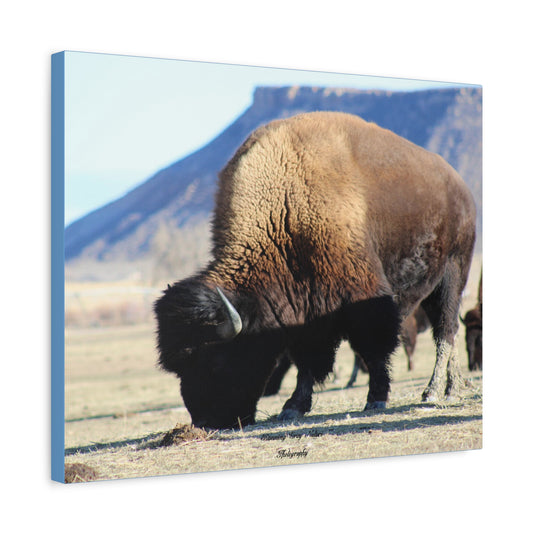 Big Daddy Buffalo Matte Canvas, Stretched, 1.25"