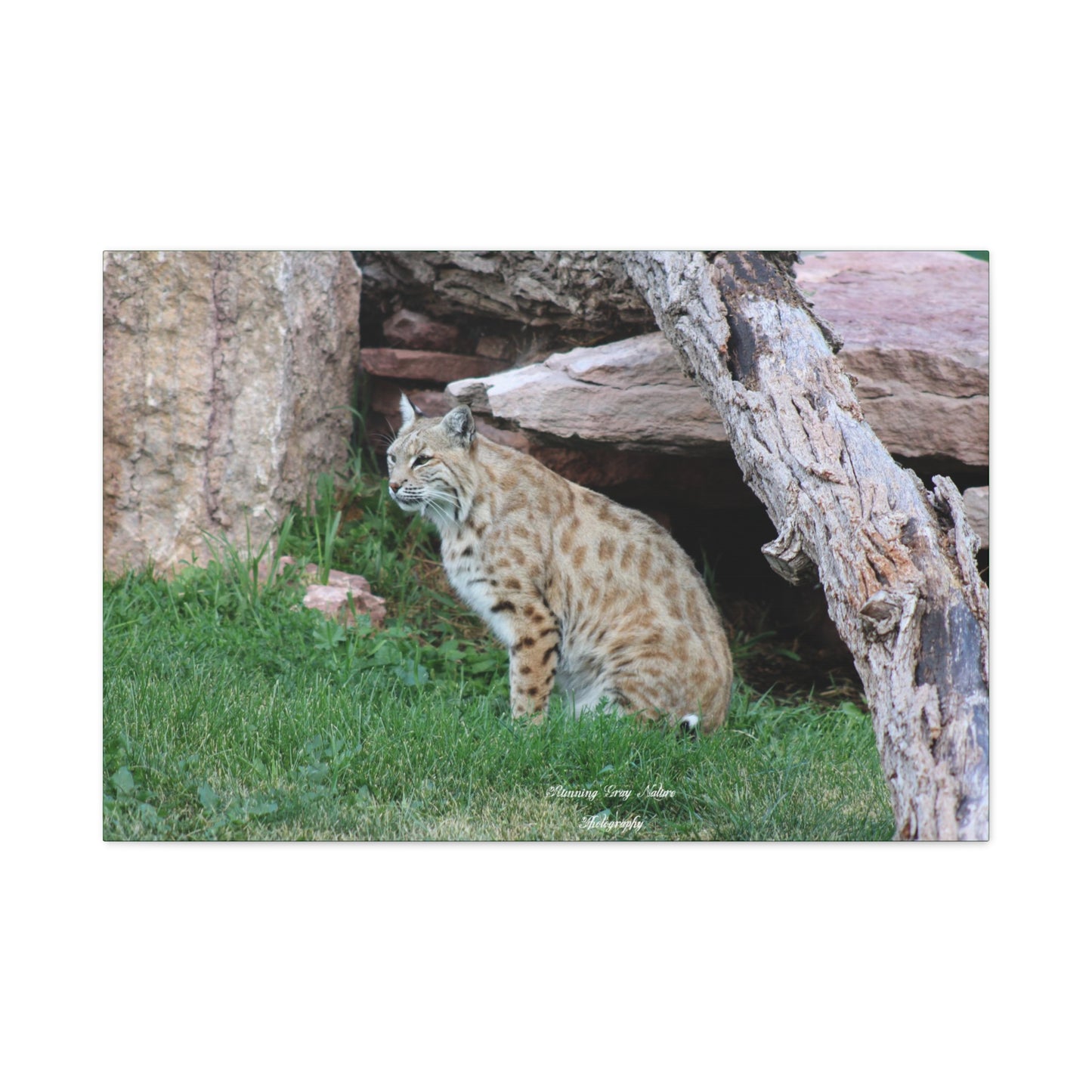 Sitting Bobcat Matte Canvas, Stretched, 1.25"