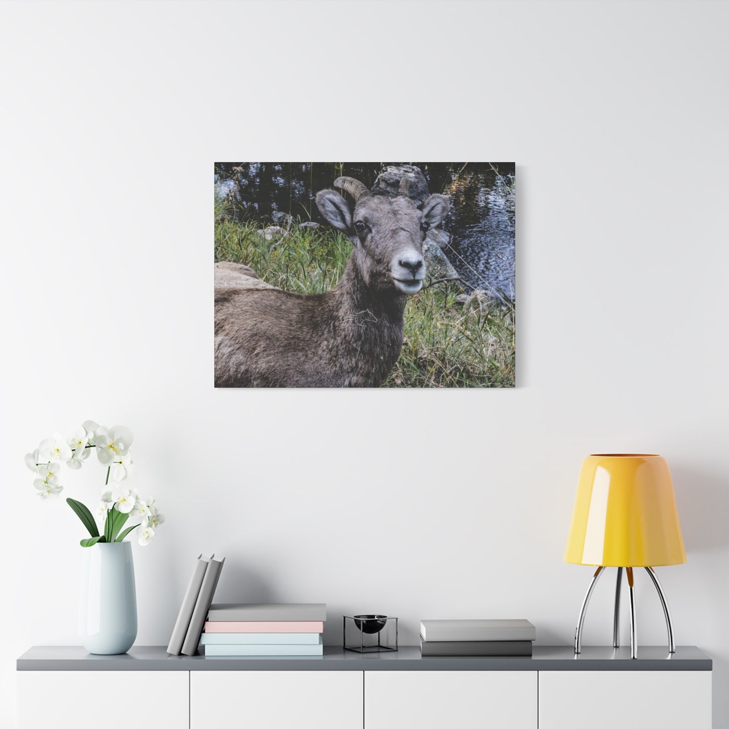 Big Horn Sheep Canvas