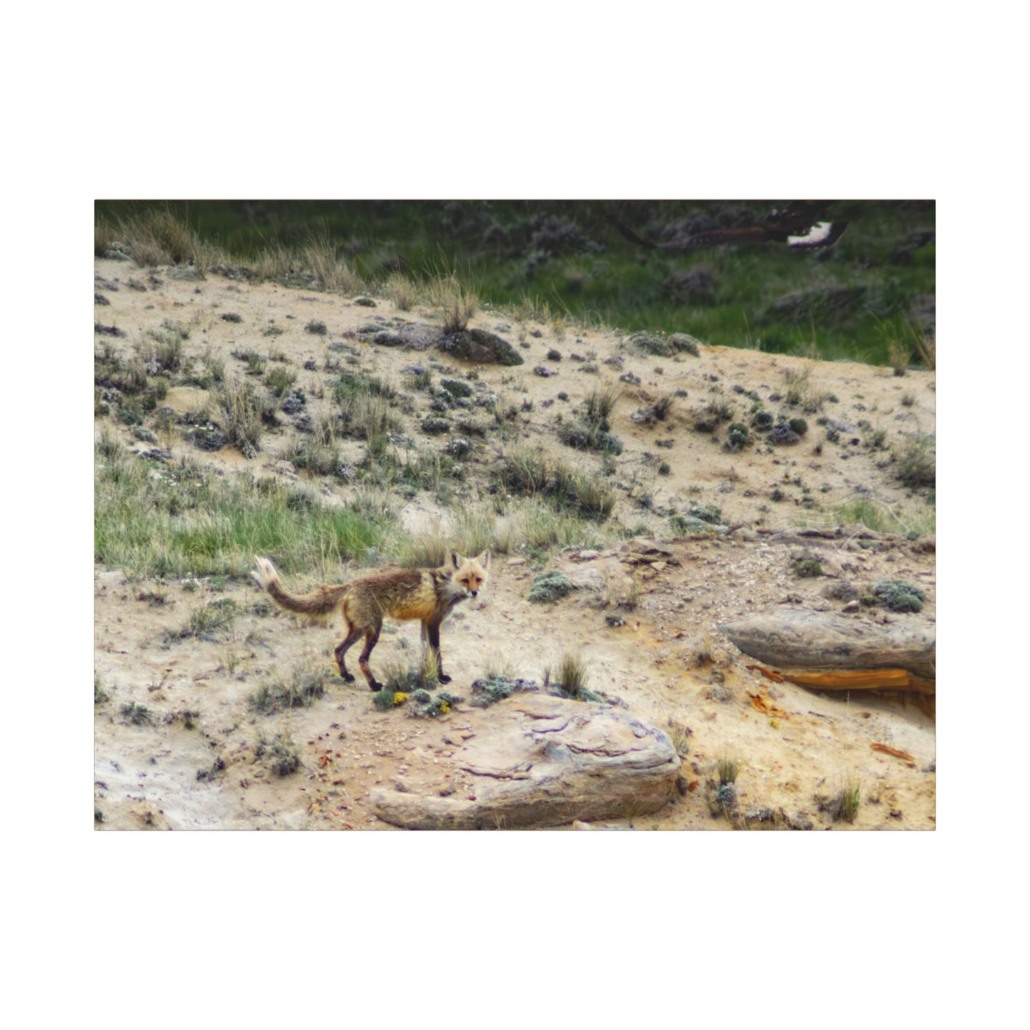 Swift fox and an Eagle