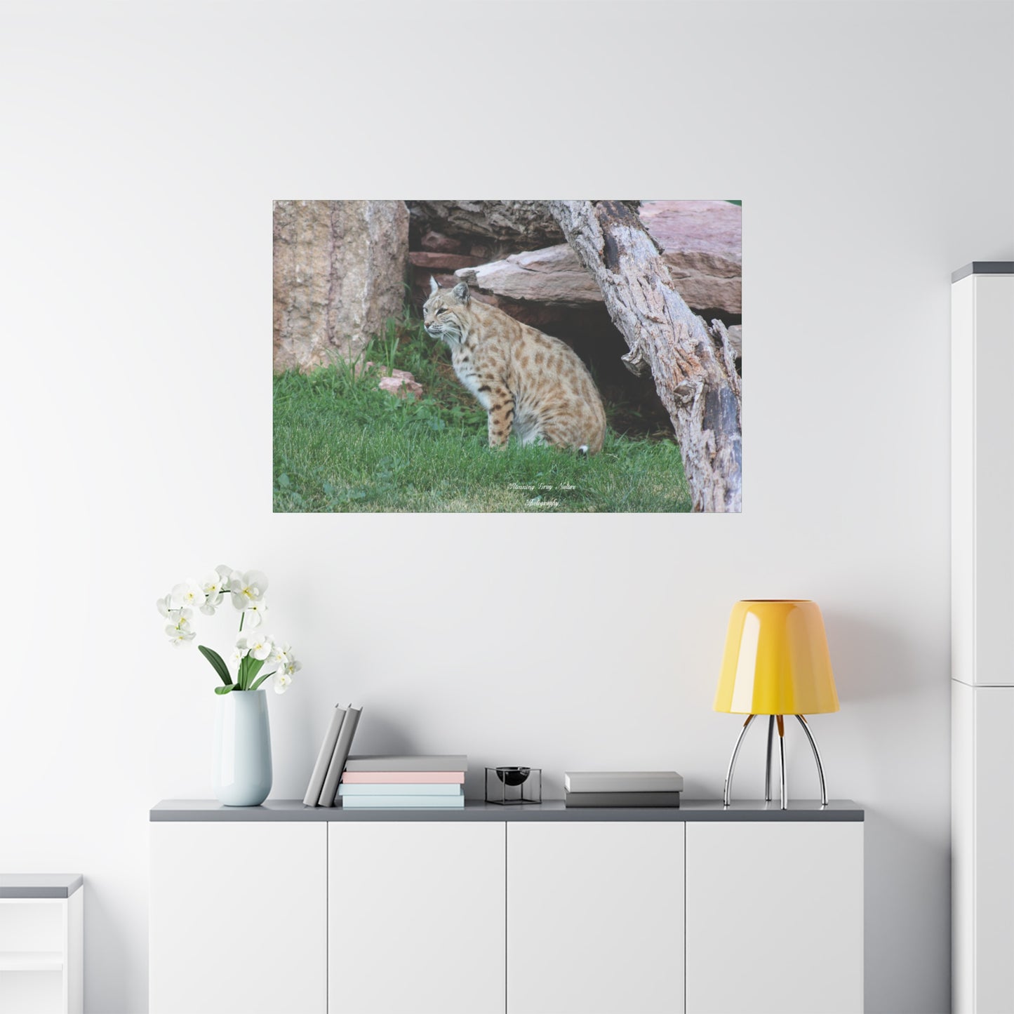 Sitting Bobcat Matte Canvas, Stretched, 1.25"